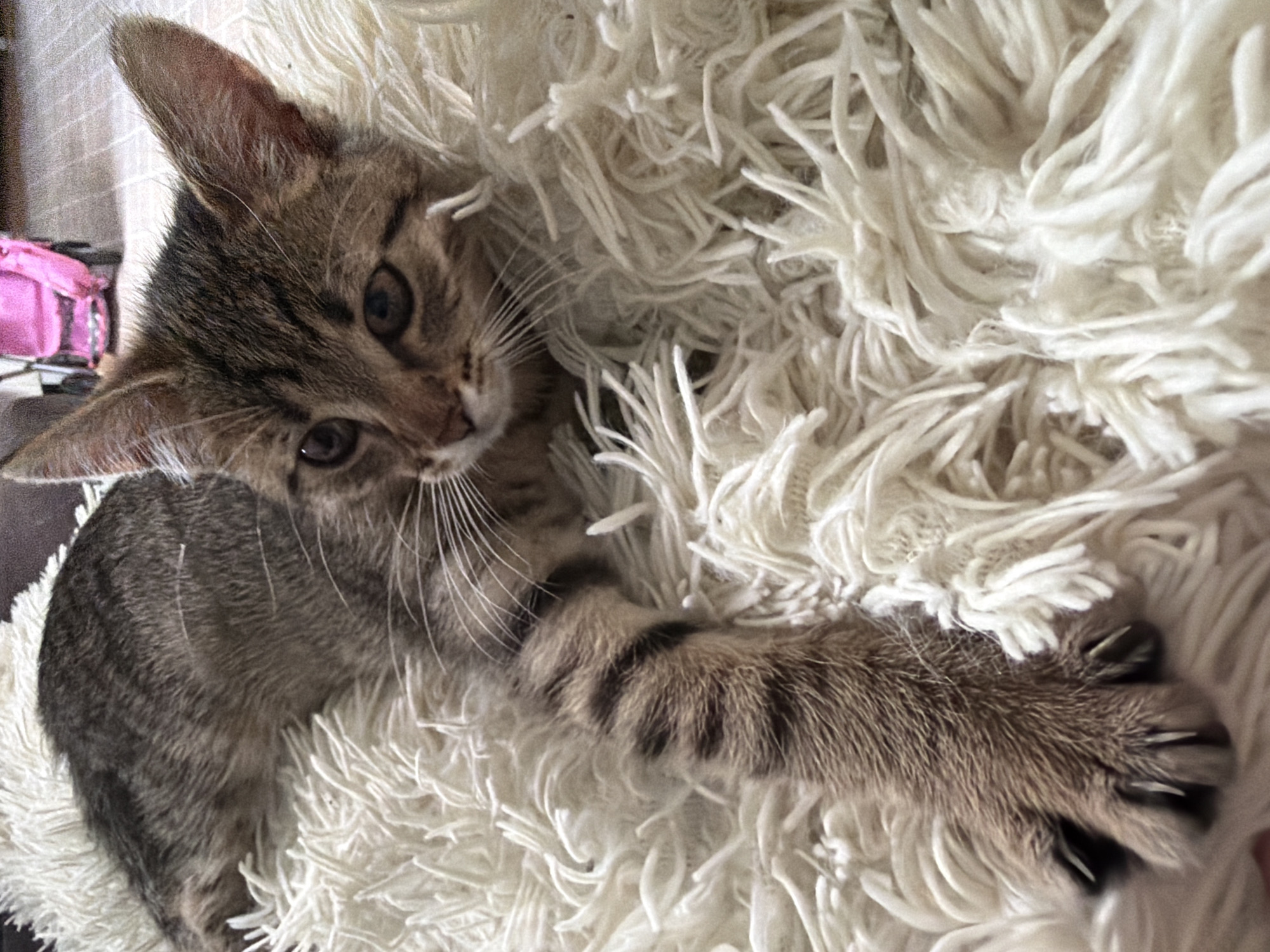 A tabby kitten with brown and black fur lies on a fluffy white rug. The kitten is facing the camera with its head turned slightly to the right. Its ears are perked up, and its eyes are open and alert. One of its front paws is extended forward, showing sharp claws. The background is blurred but appears to be an indoor setting with a pink stroller visible in the distance.