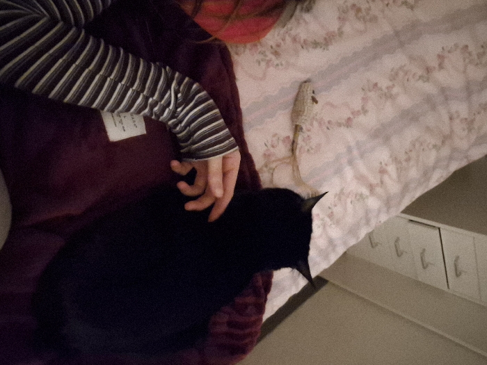 An indoor, slightly blurry, overhead shot depicts a person petting a black cat, likely in a bedroom in Strasbourg, France. The person's left arm, wearing a dark and light grey striped long-sleeved shirt, extends across a dark purple, possibly velvet, blanket. Their hand gently rests on or strokes the back of a solid black cat, which is positioned on the blanket and faces towards the right side of the frame. Only the cat's back and the top of its head are visible.
A small, white fabric tag with illegible text is attached to the dark purple blanket near the person's elbow. To the right of the cat, a light-colored bed sheet with a faint pink and grey floral or striped pattern covers the bed. A light-beige, elongated, woven object, resembling a cat toy, lies on this patterned bed sheet near the cat's head.
In the bottom right corner, a section of a light-colored piece of furniture, possibly a nightstand or dresser, is visible, featuring multiple drawers with small handles. The lighting suggests an indoor setting, likely under artificial light. The scene conveys a moment of calm and affection between the person and their pet.