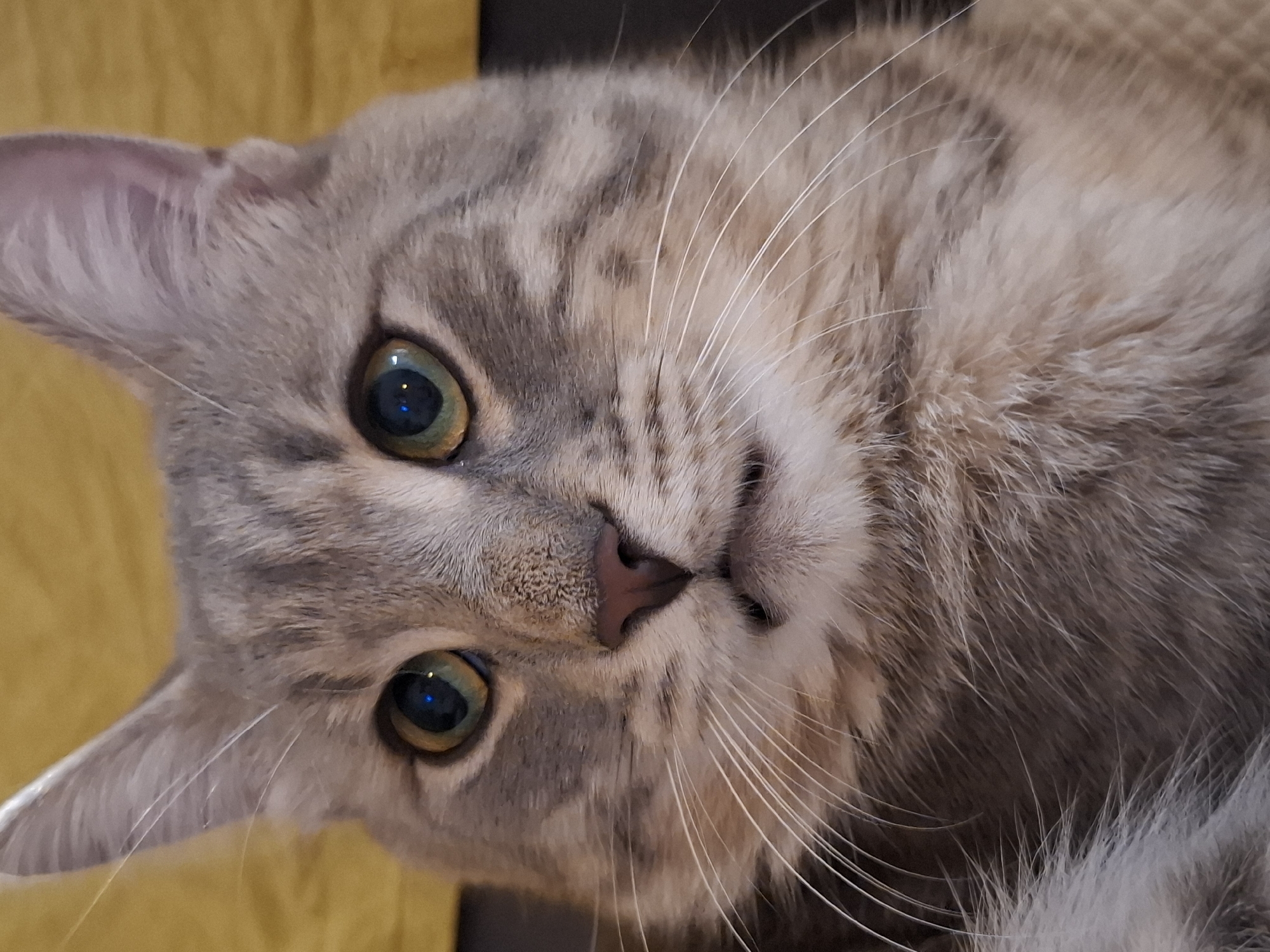 The image is a close-up, portrait-style photograph of a grey tabby cat's face. The cat has green eyes with reflections of blue light, a pink nose, and prominent white whiskers. Its fur has a striped pattern typical of tabby cats. The background is a blurry yellow and dark brown. The image appears to be taken indoors, likely in a domestic setting. The city of Zemun Urban Municipality, Serbia, is not depicted in this image.