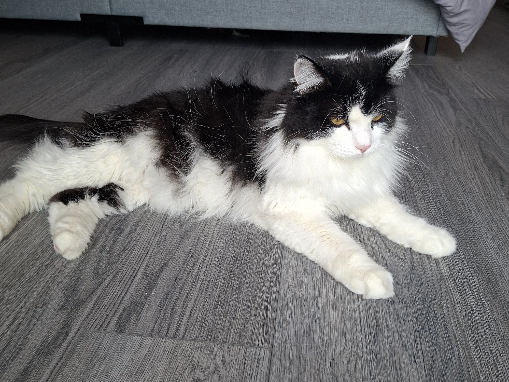 A medium shot captures a long-haired black and white cat lying on a grey wood-grain floor. The cat is positioned in the center of the frame, facing right with its body stretched out. Its fur is predominantly white with large black patches on its back and head. The cat's eyes are a striking yellow, and its gaze is directed downwards and to the right. The floorboards are laid horizontally in the image. In the background, a portion of a grey sofa is visible at the top of the frame. The overall scene is indoors, suggesting a domestic setting.