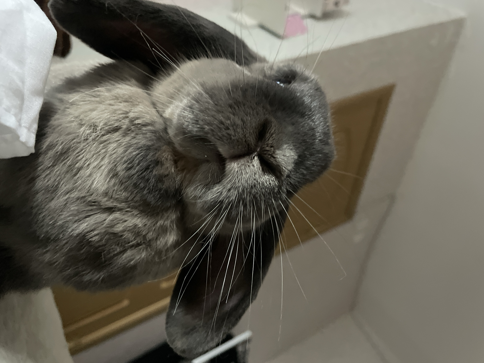 A lop-eared rabbit, predominantly charcoal grey with lighter grey and white fur around its muzzle and chest, is depicted in a close-up, low-angle shot, facing directly towards the camera. Prominent white whiskers extend from its snout, and one eye on its left side shows a distinct light reflection. Its long, dark grey ears hang downwards along its head. In the immediate foreground, a crumpled piece of white fabric is visible to the lower left. The background consists of light-colored, possibly off-white, interior walls, with a visible corner junction near the top center. To the right, a vertical wooden door or piece of furniture in a light brown hue is partially discernible. A faint, blurry pink object is visible in the far-left background. The scene is indoors, located in Votkinsk, Russia.