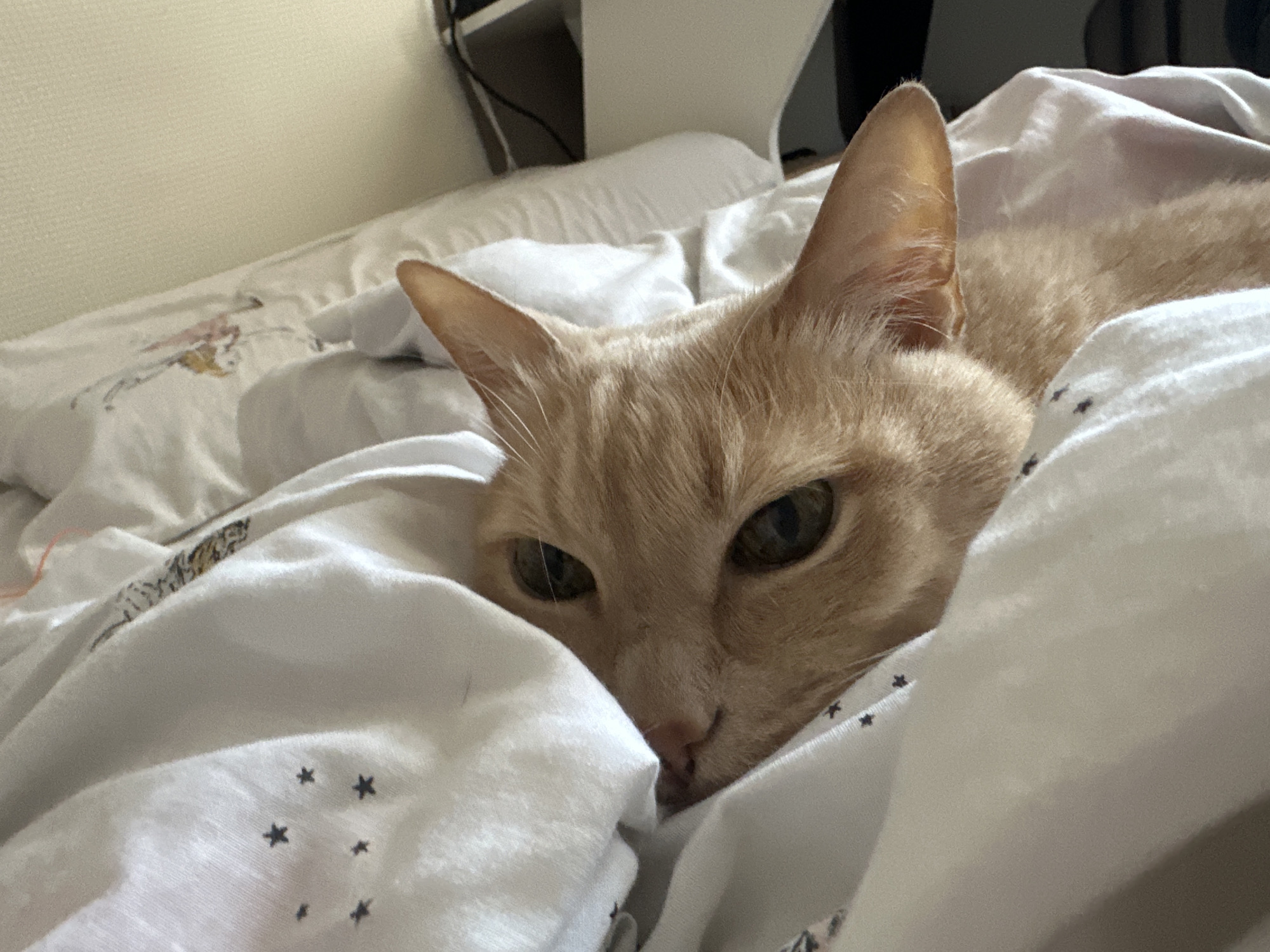 A close-up image shows an orange tabby cat nestled comfortably in white bedding, likely on a bed indoors. The cat's head, with its prominent ears and expressive green eyes, peeks out from the rumpled sheets, looking directly towards the viewer. Its fur is a light ginger color with subtle tabby markings visible, particularly on its forehead. The cat's expression appears calm and relaxed, conveying a sense of comfort and coziness.
The bedding consists of soft white sheets. One sheet, visible near the cat's head, has a faint, faded pattern with hints of pink and yellow. Another section of the bedding, seen lower and to the right, features small, dark, star-shaped patterns. The background includes a light-colored, textured wall behind the bed, with some indistinct dark shapes in the upper right, possibly furniture or electronic items. The lighting is soft and even, suggesting an indoor daytime setting, perhaps morning or afternoon. There are no specific visual cues within the image to indicate the location of Chaikovsky, Russia, nor is any text visible. The scene captures a quiet, domestic moment of a pet at rest.