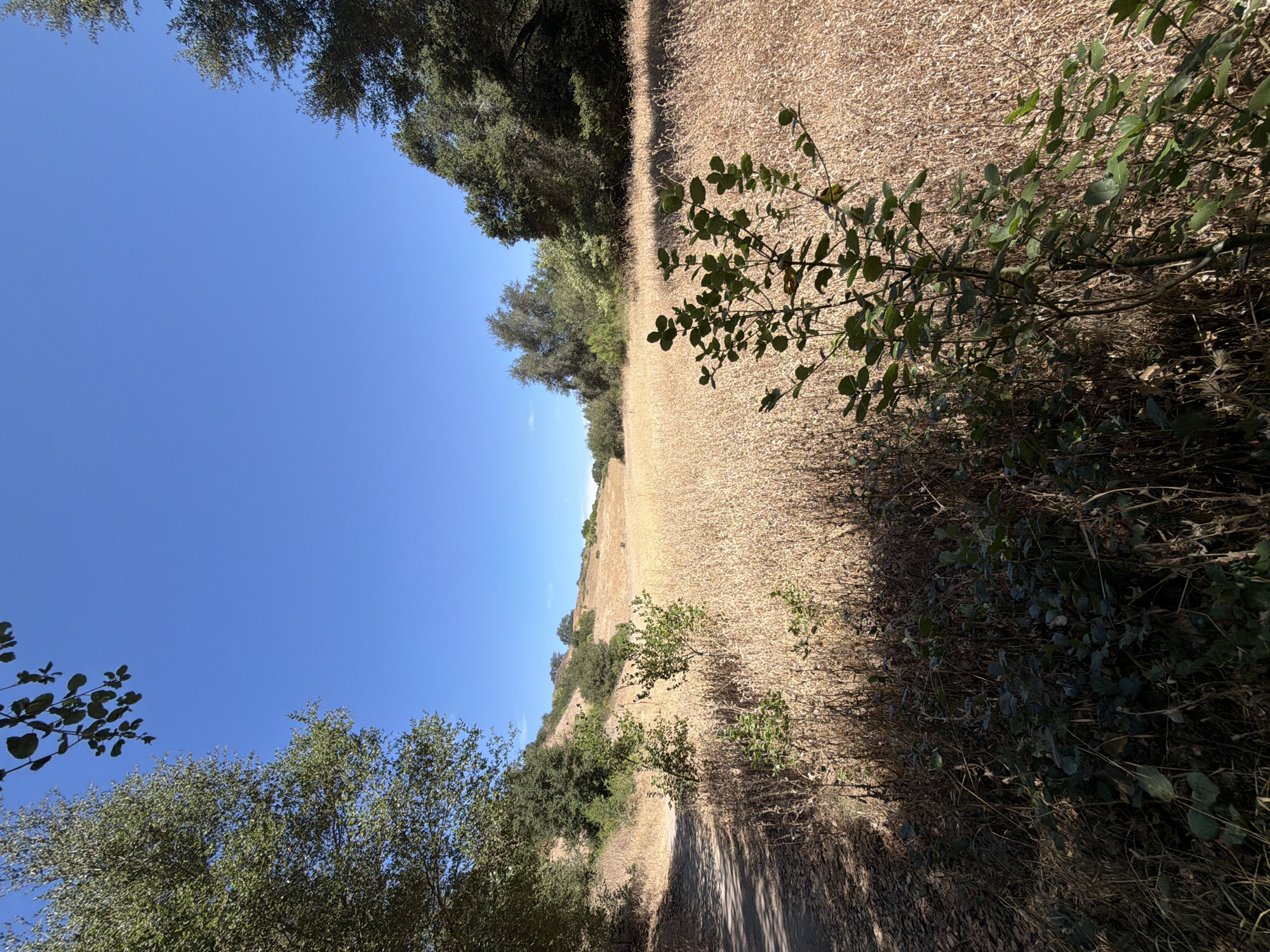 An outdoor, horizontal, eye-level, medium shot captures a dry, golden field of grass under a clear, bright blue sky. The field extends into the distance, with rolling hills in the background. To the left, a dirt path winds along the edge of the field, shaded by trees. In the foreground, a small green bush with multiple branches and leaves stands in front of the dry grass. The scene appears to be in a natural, open area, possibly a park or wilderness preserve. The lighting suggests it is daytime, with distinct shadows cast by the trees on the path and bushes. The overall atmosphere is peaceful and serene. The image is located in Aliso Viejo, United States of America.