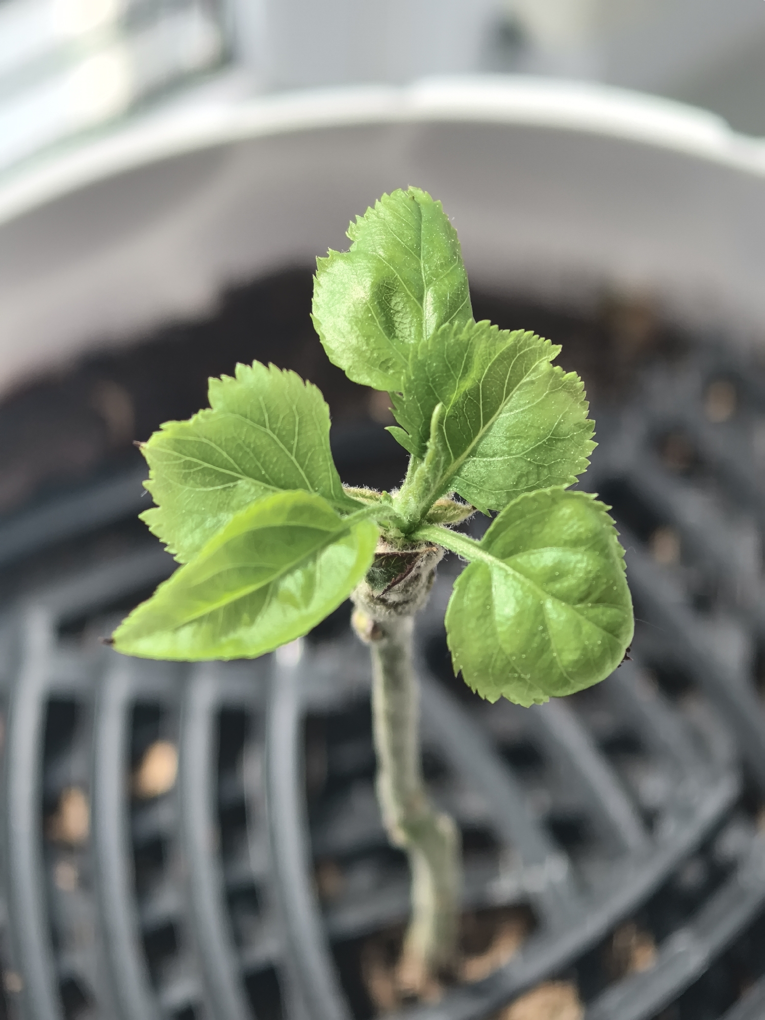 A close-up shot shows a small seedling or young plant with several bright green leaves sprouting from a single stem. The stem appears to be slightly woody and grayish-brown in color. The leaves are rounded with serrated edges. The plant is potted in a black plastic pot, which has a grid-like pattern on its surface. The background of the shot is out of focus. There is no indication of the location being in Perm, Russia or any other city. There are no people visible in the image.