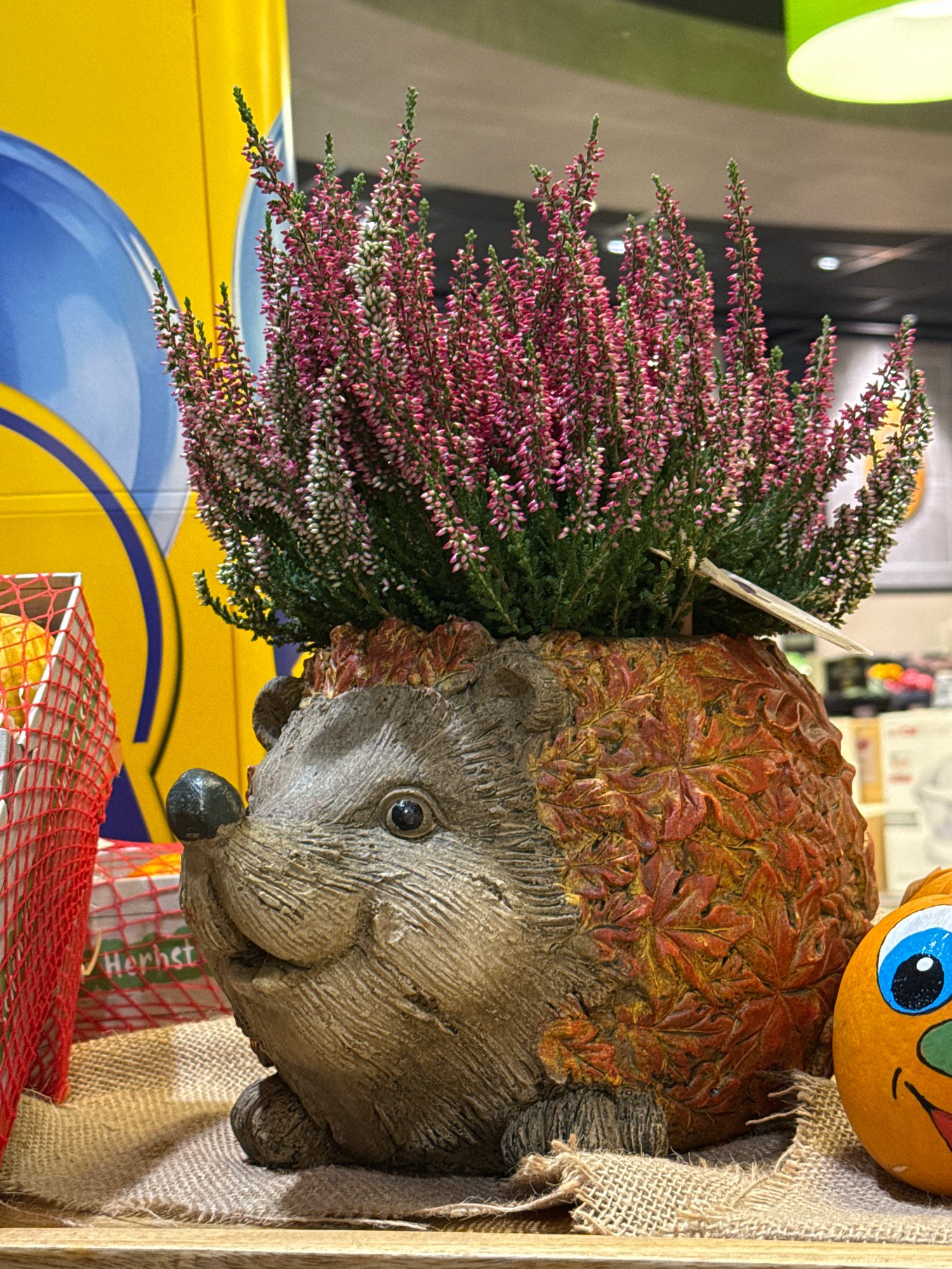 This is a close-up, eye-level shot of a decorative ceramic hedgehog planter filled with pink heather flowers. The planter is designed to resemble a hedgehog's face and body, with textured, brown, leaf-like protrusions covering its back. The hedgehog's snout is black, and it has a visible eye with a black pupil. The planter sits on a rustic burlap mat, which is placed on a wooden surface.
To the left of the planter, a portion of a bright yellow object with a blue curved detail is visible, possibly part of a vehicle or a display. A red mesh basket containing what appears to be food items is also present on the left. The word "Herbst" (German for "autumn") is partially visible on a label within the basket.
To the right of the planter, a small, round, orange object with a painted face – large blue eyes, a green nose, and a red mouth – is visible, resembling a stylized pumpkin.
The background is slightly blurred, showing a ceiling with a green light fixture and dark shelving units with other items, suggesting an indoor setting. The overall scene evokes an autumn or harvest theme.
While the image itself does not explicitly state the location, given the context of the word "Herbst" and the autumnal theme, it is possible this scene is from a shop or market in Germany, such as Bad Sachsa, during the autumn season.