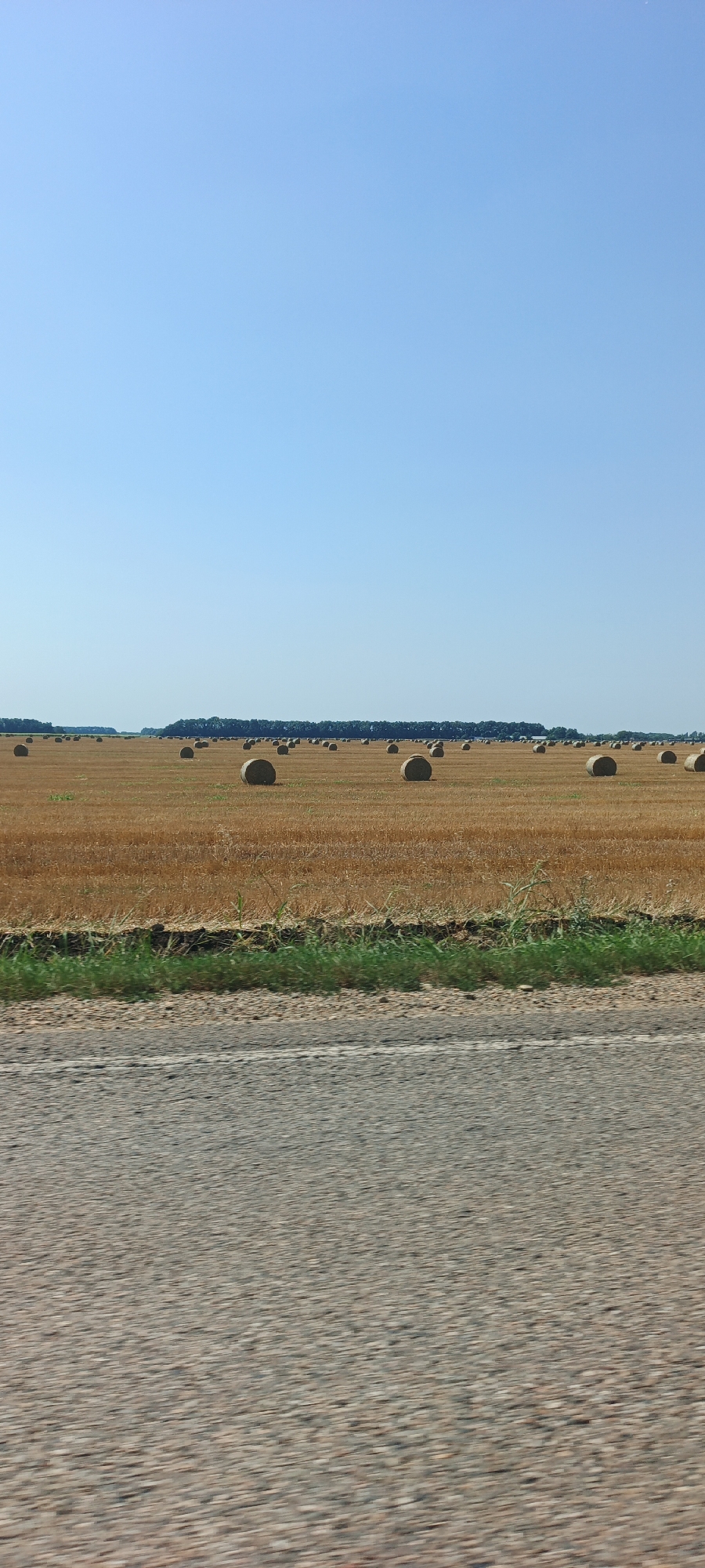 In Osechki, Russia, a vast agricultural field, harvested and containing numerous cylindrical hay bales, stretches towards a distant tree line under a clear blue sky. The field is dry and golden, suggesting a late summer or early autumn harvest. In the foreground, a strip of asphalt road, blurred by motion, runs horizontally across the bottom of the image, indicating the perspective of a moving vehicle. A narrow band of green grass separates the field from the road. The hay bales are scattered across the landscape, with more concentrated in the distance. The scene is peaceful and rural, devoid of human presence or activity.