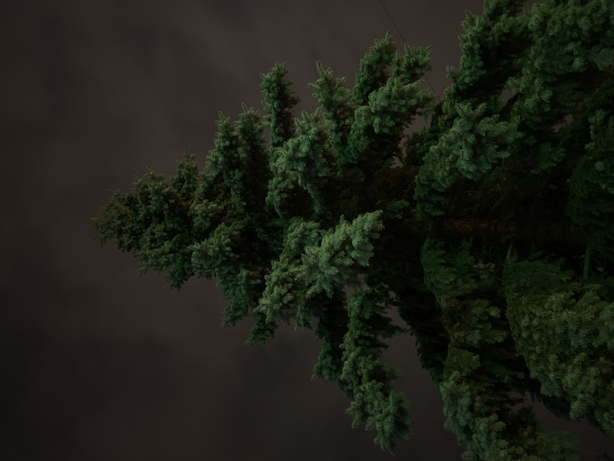 A low-angle view of a large, dense fir tree at night. The tree's dark green branches are prominently displayed against a dim, dark gray sky. The scene is dimly lit, with subtle variations in color and darkness. The image is focused on the tree, which fills the right part of the image. There is a thin, diagonal wire in the upper part of the image. Based on these elements, it's difficult to discern specific details about its location. I am unable to tell that it's in the city of Yekaterinburg, Russia, due to the lack of recognizable landmarks, specific architectural details, and clear visual cues.