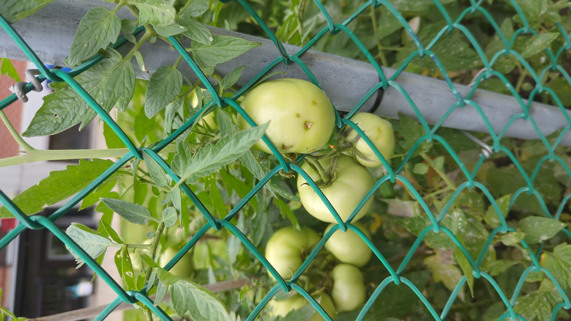 An outdoor, eye-level medium shot captures a cluster of unripe green tomatoes growing on a vine, partially obscured by a green chain-link fence. The tomatoes are round to oval, with a few showing small brown blemishes. They are attached to green stems and surrounded by vibrant green leaves, some of which exhibit white speckling. A grey metal pole, part of the fence structure, is visible to the right of the tomatoes. In the background, out of focus, are hints of a building with a brick facade and distant figures, suggesting an urban environment. The overall lighting is natural daylight. The scene is likely situated in a garden or urban farming area in Montreal, Canada, given the visual cues of city infrastructure and vegetation.