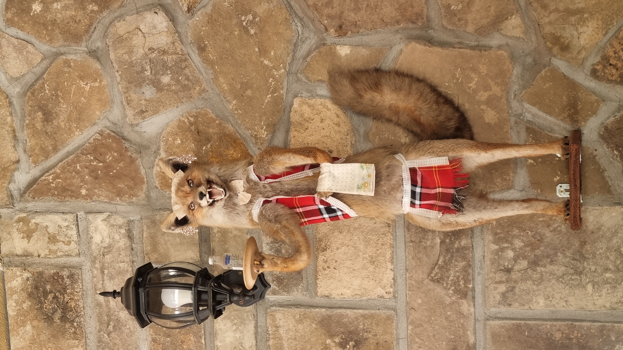 A taxidermied fox stands upright against a stone wall. The fox is dressed in a red and white plaid vest and apron, with a white bow tie and what appear to be dangly earrings. It holds a small wooden tray with a bottle of Absolut Vodka on it in its right paw. A black lantern with a lit bulb hangs to the left of the fox. The fox is mounted on a wooden base. The scene is likely a decorative display.