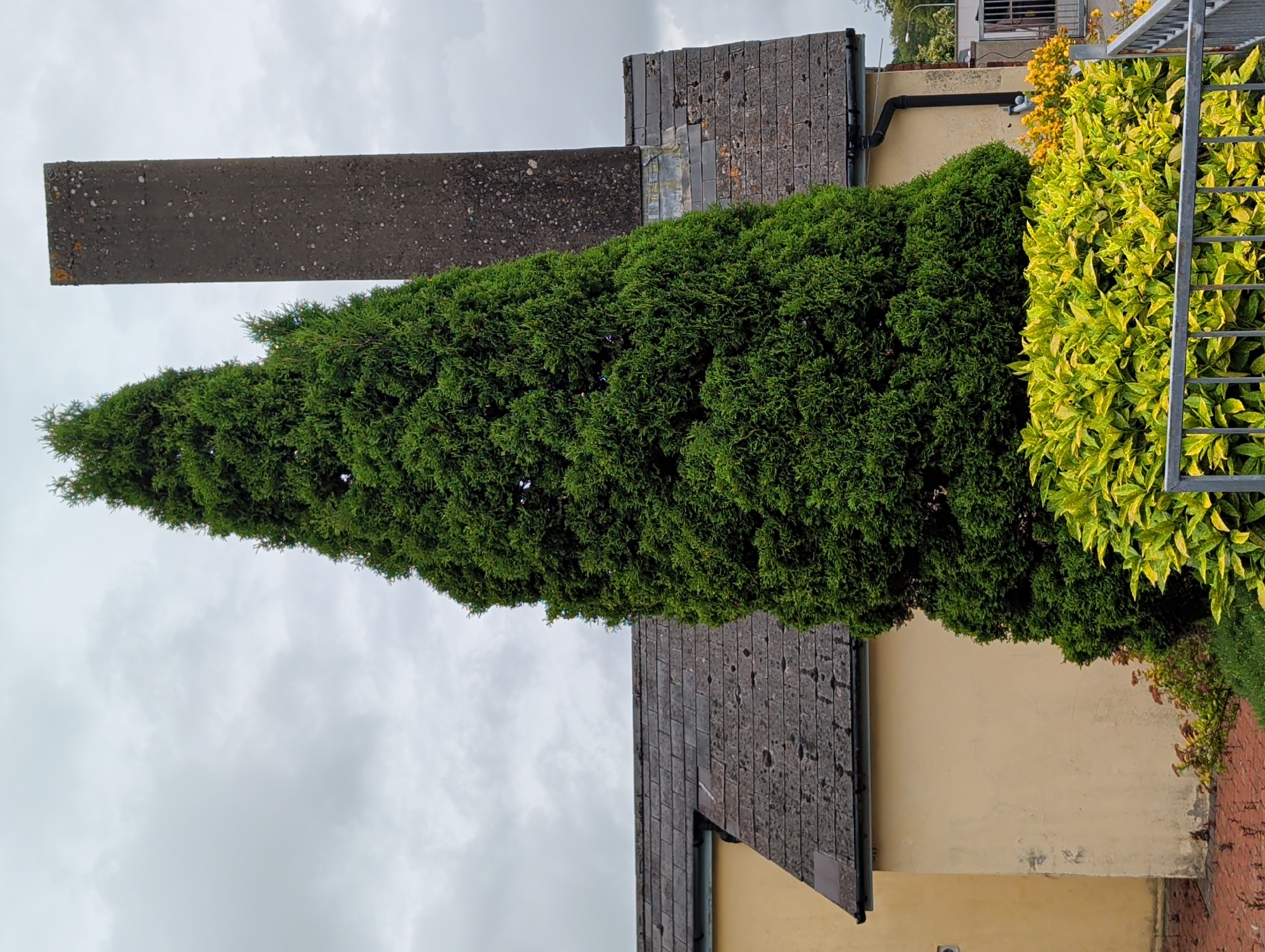The image shows a tall, conical green evergreen tree in the foreground, partially obscuring a tall, grey concrete pillar. Behind the tree and pillar, a section of a building with a dark slate roof is visible. The building has a light yellow facade. In the lower part of the image, a dense hedge with variegated yellow and green leaves is present, separated from the foreground by a grey metal railing. The sky is overcast with grey clouds. The setting appears to be an outdoor urban environment, possibly a garden or courtyard area adjacent to a building. The scene does not depict any people or specific actions. The visual evidence does not provide information to pinpoint the exact location within Waterford, Ireland.