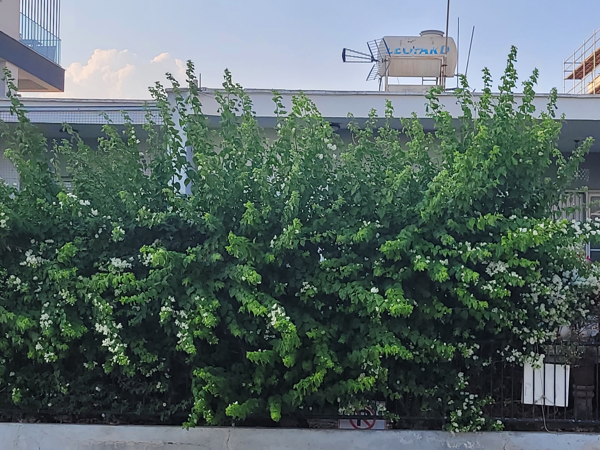 The image depicts a thick hedge of green leafy plants with scattered white flowers, partially obscuring the view of a building and the sky. The building appears to be a multi-story structure with a white water tank and an antenna on its roof. The sky is clear blue with some white clouds. In the foreground, a gray concrete barrier runs along the bottom of the image, and a black metal fence is visible behind the hedge. A small sign with a red circle and a diagonal line through it, indicating "no," is partially visible on the left side of the hedge. The overall scene suggests an outdoor setting in an urban environment.