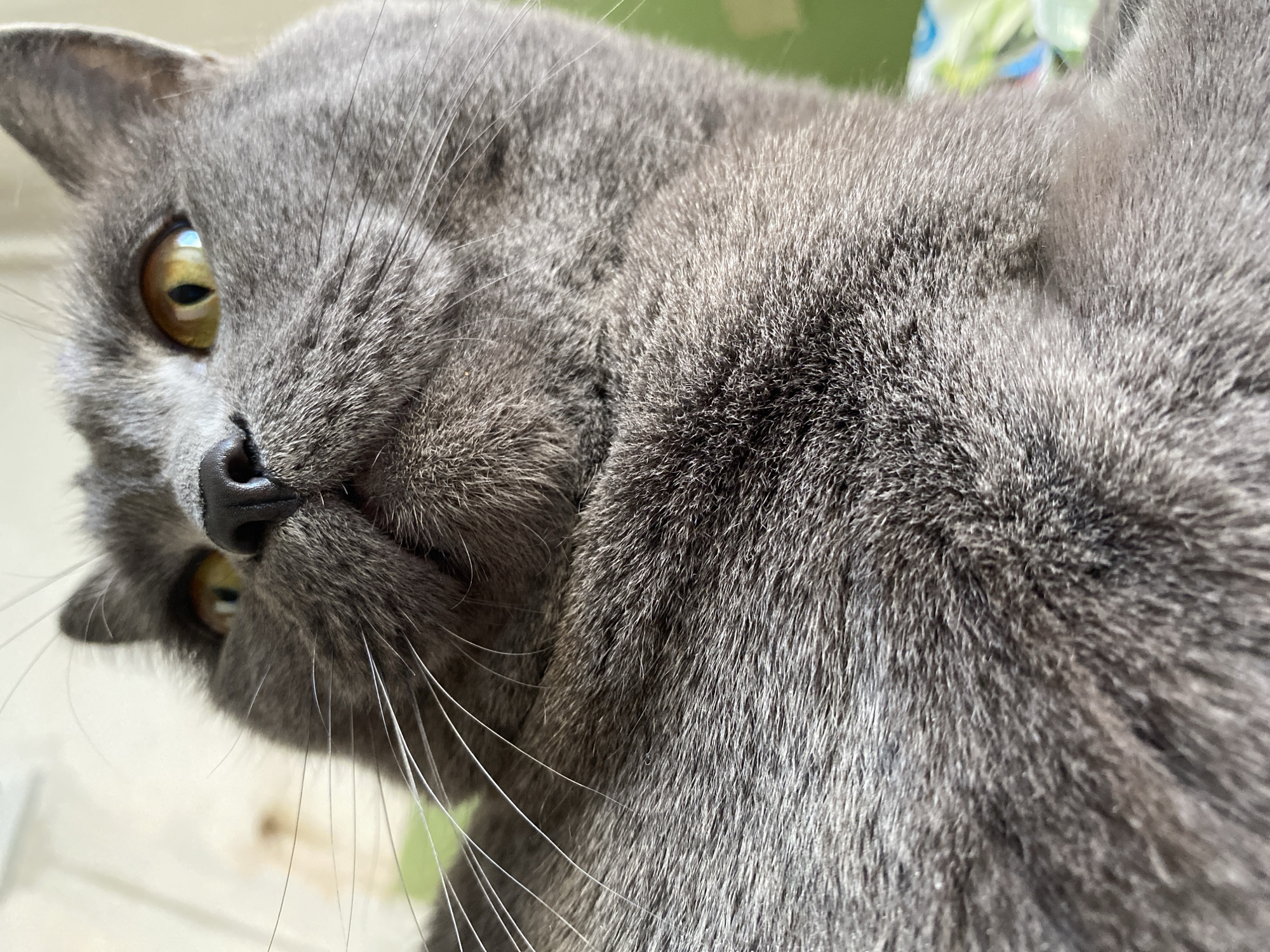 The image, captured in Votkinsk, Russia, features a close-up, low-angle portrait of a grey cat, likely a British Shorthair, looking directly towards the viewer. The cat's left side of its face and body dominate the frame, with its head slightly tilted.
The primary subject is the cat's face, characterized by its dense, short, and soft grey fur with subtle variations in shading. Its large, round eye, with an intense yellow-amber iris and a vertical slit pupil, is prominently visible. A bright reflection on the pupil indicates strong lighting. The cat's black nose and numerous long, white whiskers emanating from its muzzle are also clearly depicted. The texture of the fur is highly detailed, showing individual hairs and the plushness of its coat.
The background is out of focus, presenting blurred shapes of light green and white, suggesting an indoor setting near a window or possibly a porch with some greenery outside. The bright, soft lighting indicates it is daytime. No specific activity beyond observation is evident; the cat appears calm and curious. There is no visible text in the image.