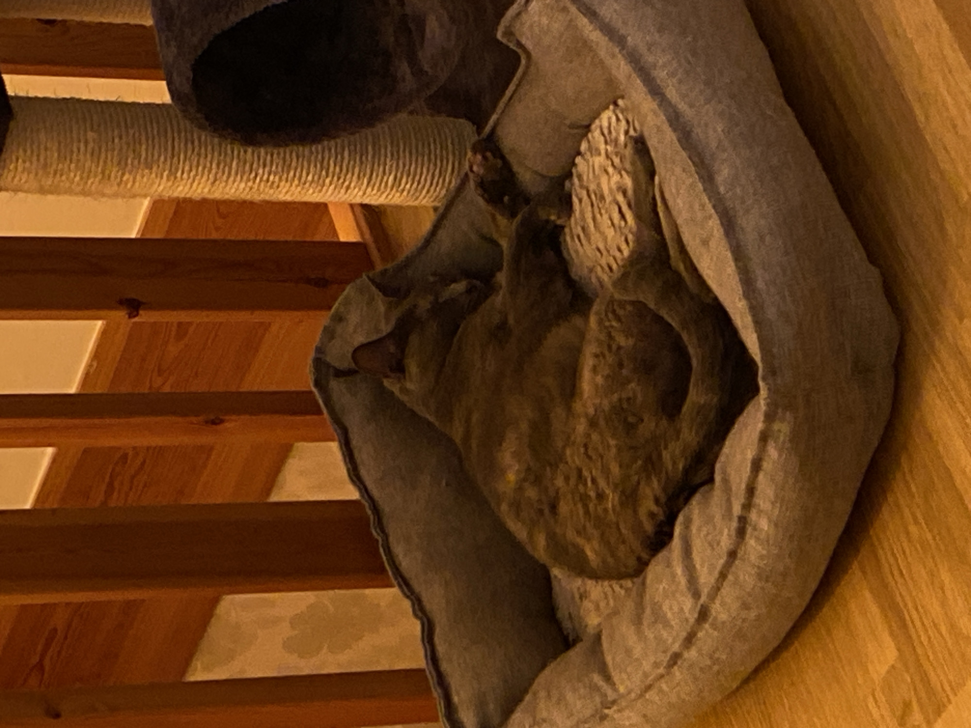 This indoor photograph, taken in Björklinge, Sweden, captures a tabby cat soundly asleep in a grey pet bed. The image is rotated 90 degrees clockwise, presenting the scene on its side.
The cat, displaying a mix of brown, grey, and lighter-toned fur, is curled tightly within the soft, plush pet bed. Its head is tucked in, with only one ear visible, indicating deep slumber. The bed itself is a deep grey, providing a comfortable and enclosed space for the feline.
To the left of the pet bed, part of a cat tree is visible, featuring a section wrapped in natural sisal rope, likely used as a scratching post. Above this, a dark grey, felt-like cat tunnel or hideaway is also partially seen.
In the background, a series of wooden stairs with light-colored risers ascends upwards. Beneath the stairs, a wall displays a faint, light-toned floral or damask pattern, suggesting wallpaper. A warm-toned wooden floor extends from beneath the pet bed to the right of the frame.
The scene is illuminated by warm, yellowish artificial lighting, contributing to a cozy and calm atmosphere, suggestive of evening or nighttime. There is no visible text in the image.