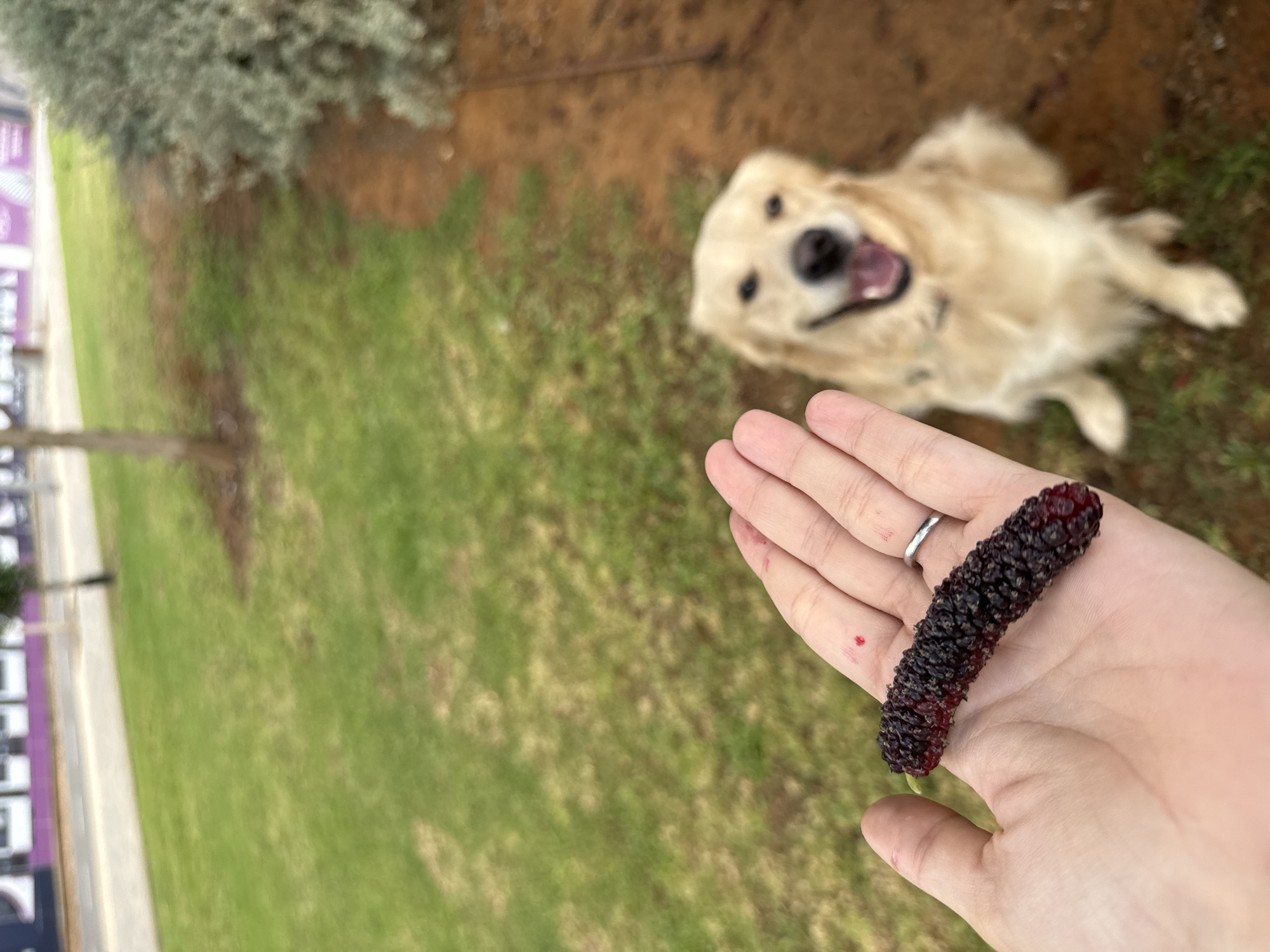 A slightly top-down outdoor shot captures a person's fair-skinned hand holding a large, dark purple mulberry in the foreground. The hand, adorned with a silver ring on the ring finger, has reddish-purple stains from the fruit's juice, indicating its ripeness.
In the blurred midground, a Golden Retriever dog lies on green grass and brown earth, looking up towards the hand. The dog's mouth is open with its tongue slightly visible, suggesting an excited or playful demeanor.
The background is predominantly blurred green grass and patches of brown soil. On the far left, elements of an urban environment are faintly visible, including a light-colored path or sidewalk, a thin vertical structure, and a blurred purple mass that could be part of a building or a banner. Some grey-green foliage is also present in the upper left.
The scene depicts a sunny or overcast daytime moment in an outdoor setting, likely a park or garden in Tel-Aviv, Israel, showing the interaction between a human, a dog, and a fresh piece of fruit. No discernible text is visible.