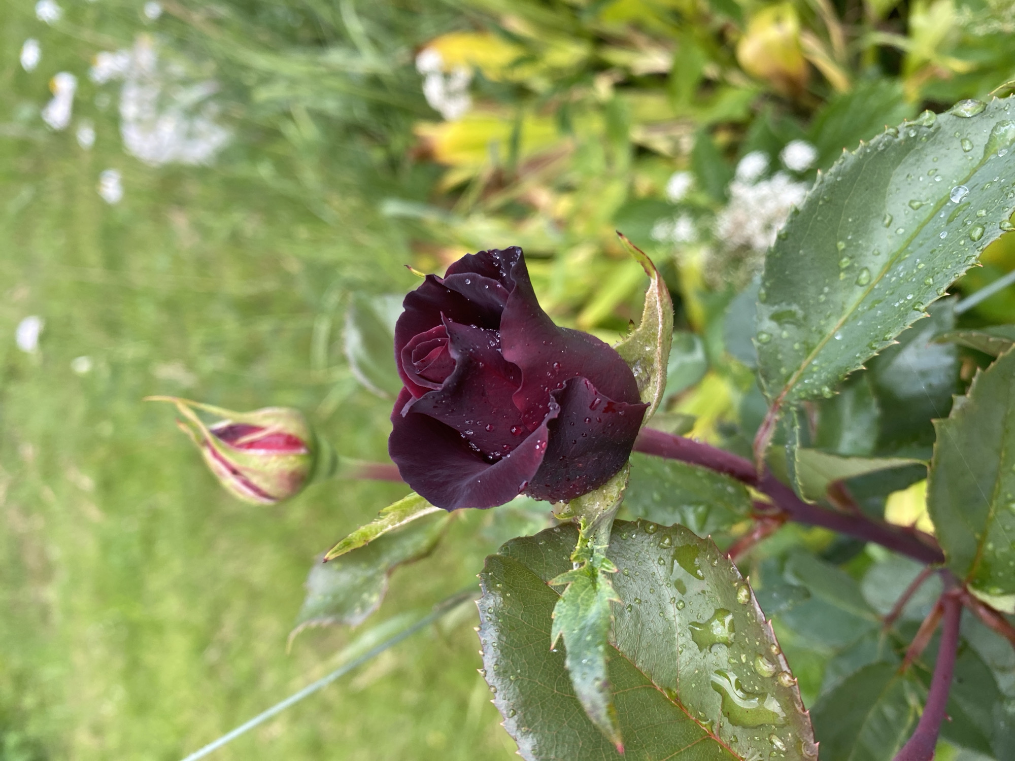 A close-up shot focuses on a deep red rose bud, still partially closed, with raindrops glistening on its dark petals. The rose is positioned to the right of the frame, its stem a deep reddish-purple, adorned with green leaves also dotted with water droplets. To the left of the main bud, another rose bud, this one more distinctly closed and streaked with red and green, is visible. The background is softly blurred, revealing more green foliage and hints of white flowers, suggesting a garden setting. The presence of raindrops implies recent rain or dew, indicating a morning or after a shower. The overall mood is one of natural beauty and freshness. There is no visible text in the image.