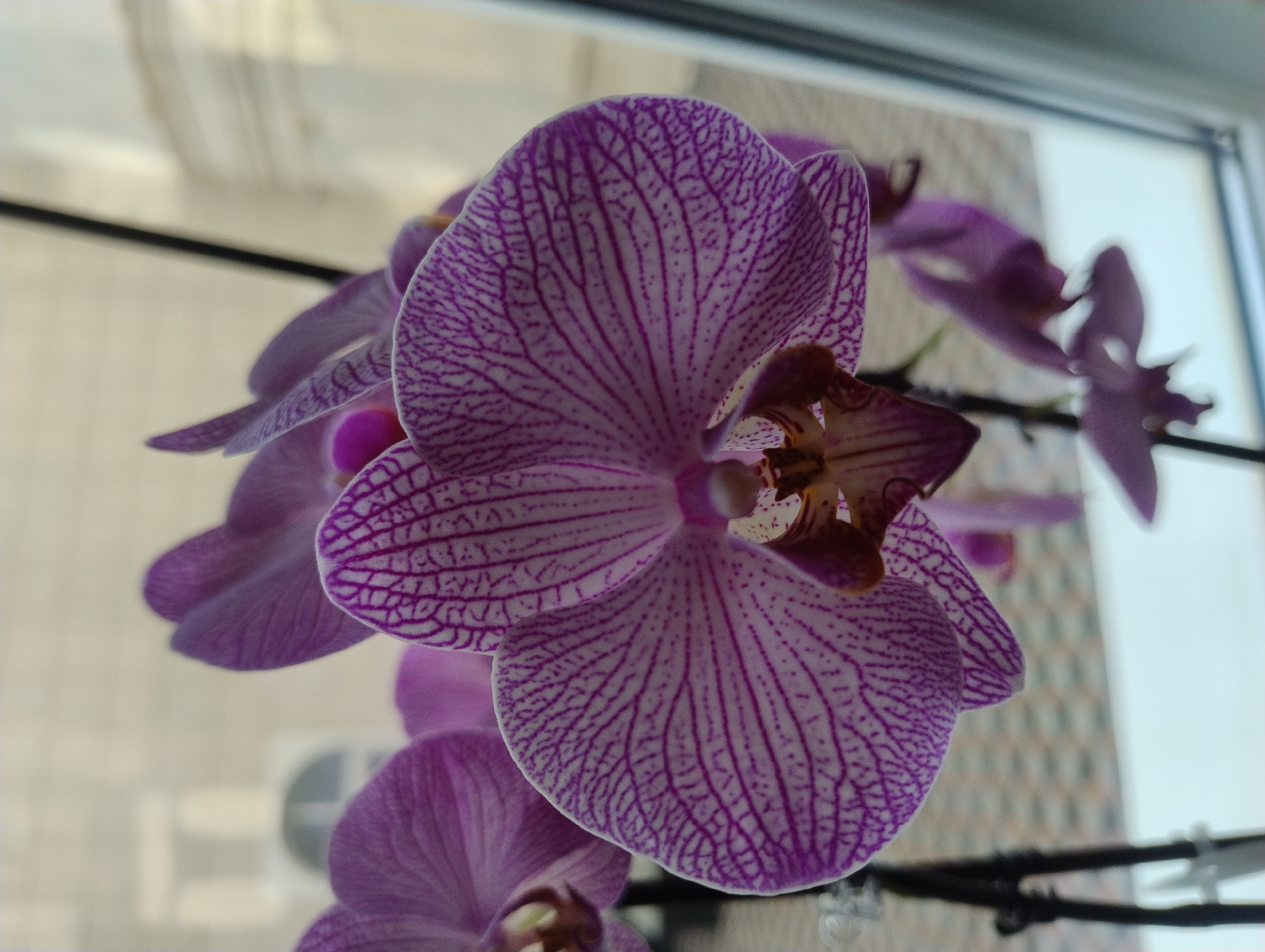 A close-up, eye-level shot focuses on the intricate details of a purple and white orchid bloom in the foreground. The orchid's petals are adorned with delicate, dark purple veins, creating a striking contrast against the lighter base color. The center of the bloom reveals a darker, more complex structure with hints of maroon and lighter purple. Behind the main flower, other orchid blooms and stems are visible, some in sharp focus and others blurred. The background is softly out of focus, showing a light-colored wall or building with architectural details, possibly a window or archway. The scene appears to be indoors, near a window, as suggested by the bright light and the presence of a window frame on the right side of the image. The overall impression is one of natural beauty and delicate detail.