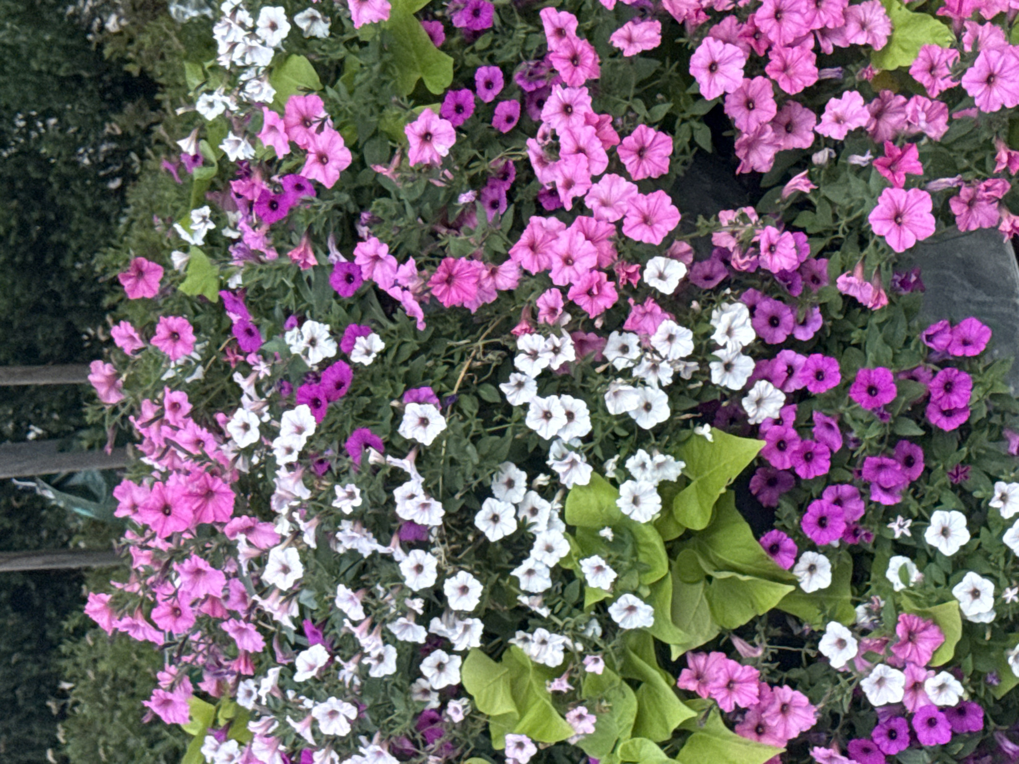 This media file is a close-up, overhead shot of a dense planting of petunias and other flowering plants. The flowers are predominantly in shades of pink, purple, and white, with green foliage visible throughout. Some of the flowers are fully open, displaying their trumpet-like shapes, while others are in bud or partially closed. The lighting suggests it could be daytime, with no strong shadows indicating a specific time. The overall impression is one of abundant, colorful blooms, likely in a garden or a planter. There are no people, text, or discernible location cues beyond the presence of a dark-colored border or container on the right and a hint of green foliage and a dark railing or fence on the left. The scene is static, focusing solely on the floral display.