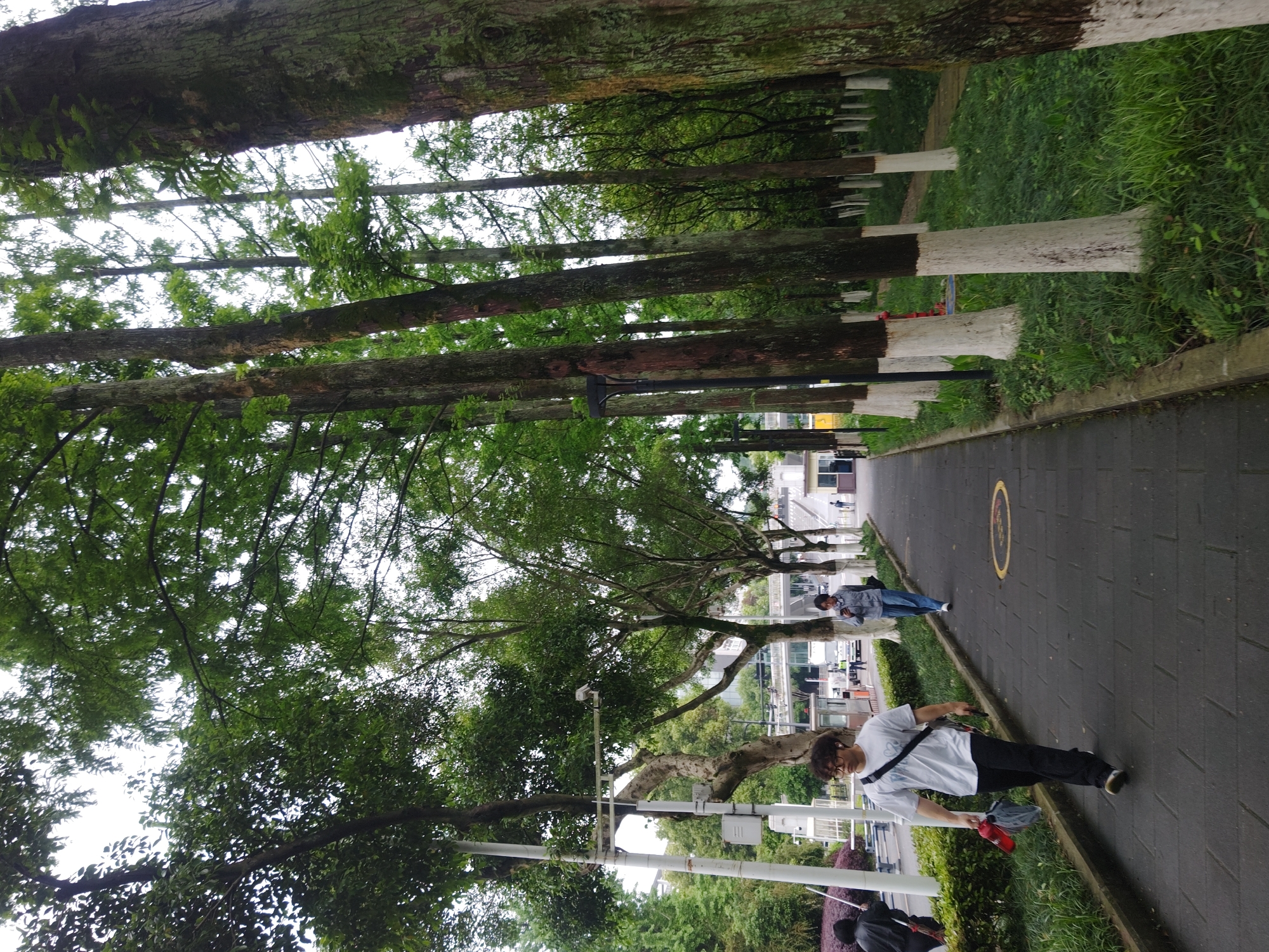 The image depicts a tree-lined pedestrian walkway in the Chongqing High-tech Zone, China. Tall, slender trees with lower trunks painted white flank the walkway, creating a canopy of green foliage overhead. On the right side of the walkway, a strip of green grass separates it from the trees.
Two people are visible on the walkway. One is closer to the camera, wearing a white shirt, black pants, and glasses, carrying a red water bottle and a gray bag. The other person, further down the path, wears a blue shirt and jeans, looking at a phone.
In the background, beyond the trees and greenery, glimpses of buildings and structures are visible. There is a utility pole. The walkway is paved with dark gray bricks. A yellow circle marking is on the walkway.