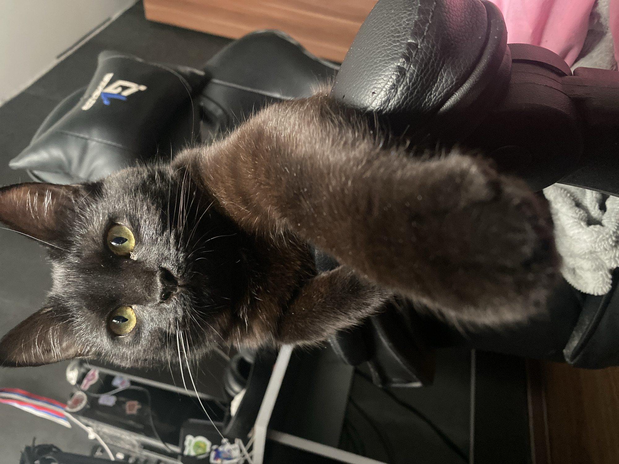 A black cat with yellow-green eyes is lying on a black leather chair. The cat's left paw is extended towards the camera. A black pillow with a white "GT" logo is visible in the background. A cluttered desk with stickers is visible in the lower left corner. The photo's orientation is upside down. No people are present. No information suggests a location in Izhevsk, Russia.