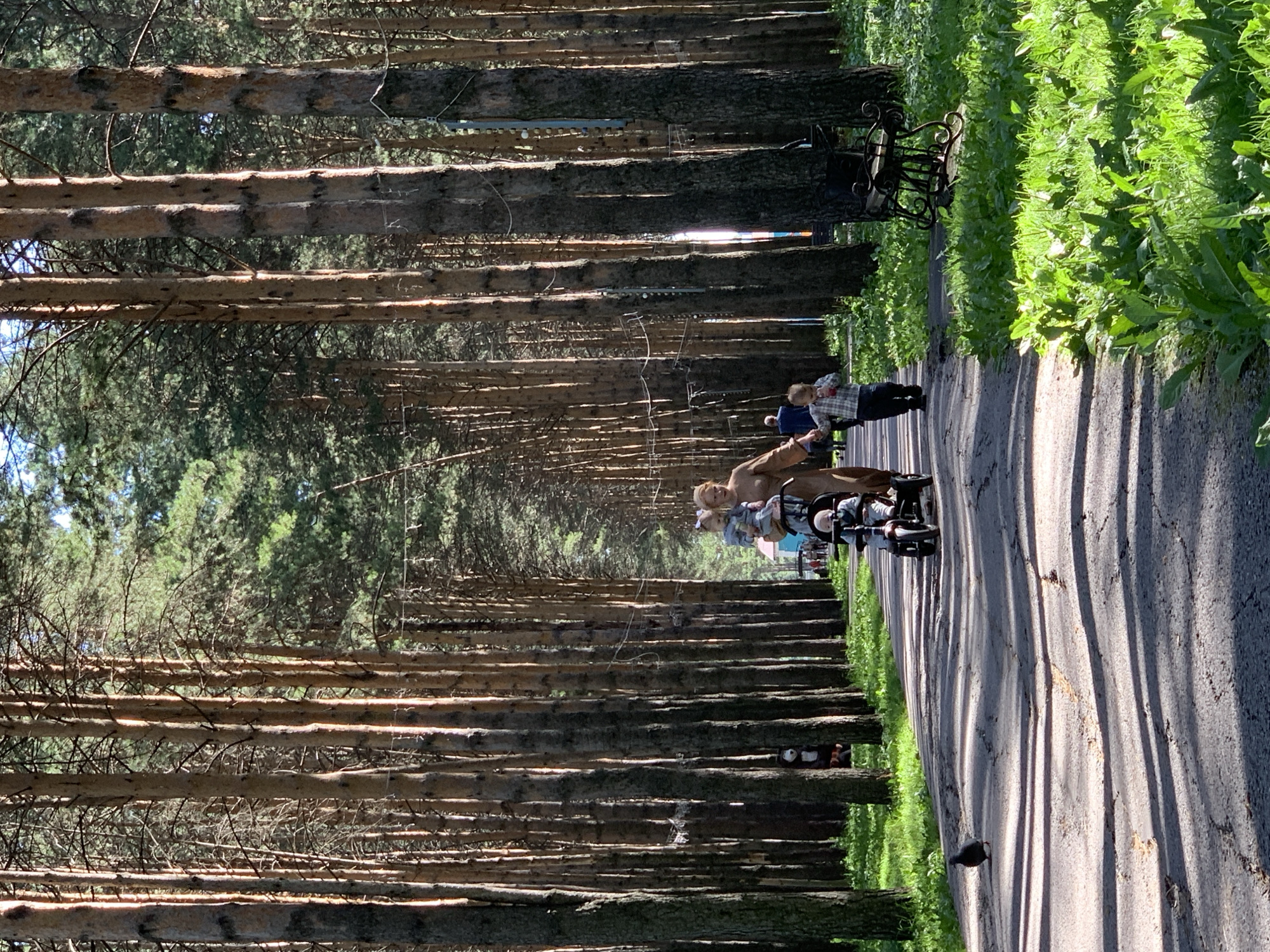 The image depicts a paved path winding through a dense forest of tall, slender pine trees with rough bark. Sunlight filters through the canopy, casting distinct shadows on the path and the surrounding vibrant green grass. On the path, a woman is seen pushing a stroller, which contains a child. A young boy, dressed in a plaid shirt, walks alongside the stroller. In the foreground, a lone pigeon is visible on the path. The environment suggests a park or recreational area within the city of Prokopyevsk, Russia, characterized by its natural landscape of pine trees.