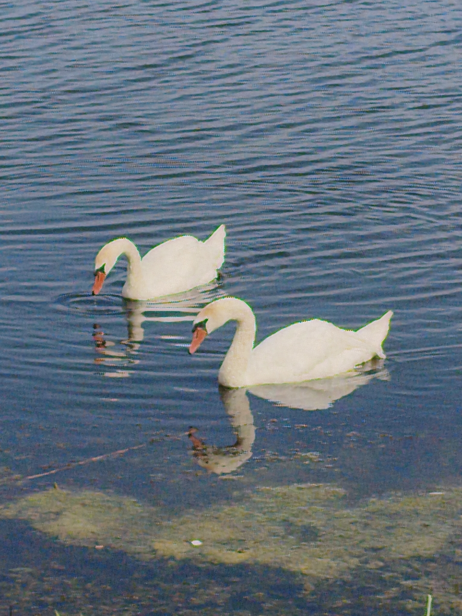 The image shows two white swans swimming in a body of water. The water is a dark blue with ripples, suggesting a slight breeze. The swans are positioned in the upper and middle sections of the frame, with one swan slightly ahead of the other. Both swans have their necks curved, and their beaks are pointed downwards, indicating they may be feeding or drinking. The swan in the foreground is closer to the viewer and is fully visible, while the swan in the background is slightly further away and partially obscured by the water's ripples. The lower part of the image reveals the murky bottom of the water, with visible vegetation and debris. The overall scene is tranquil and natural. No specific landmarks or elements indicate the location within the city of Ustyvytsia, Ukraine.