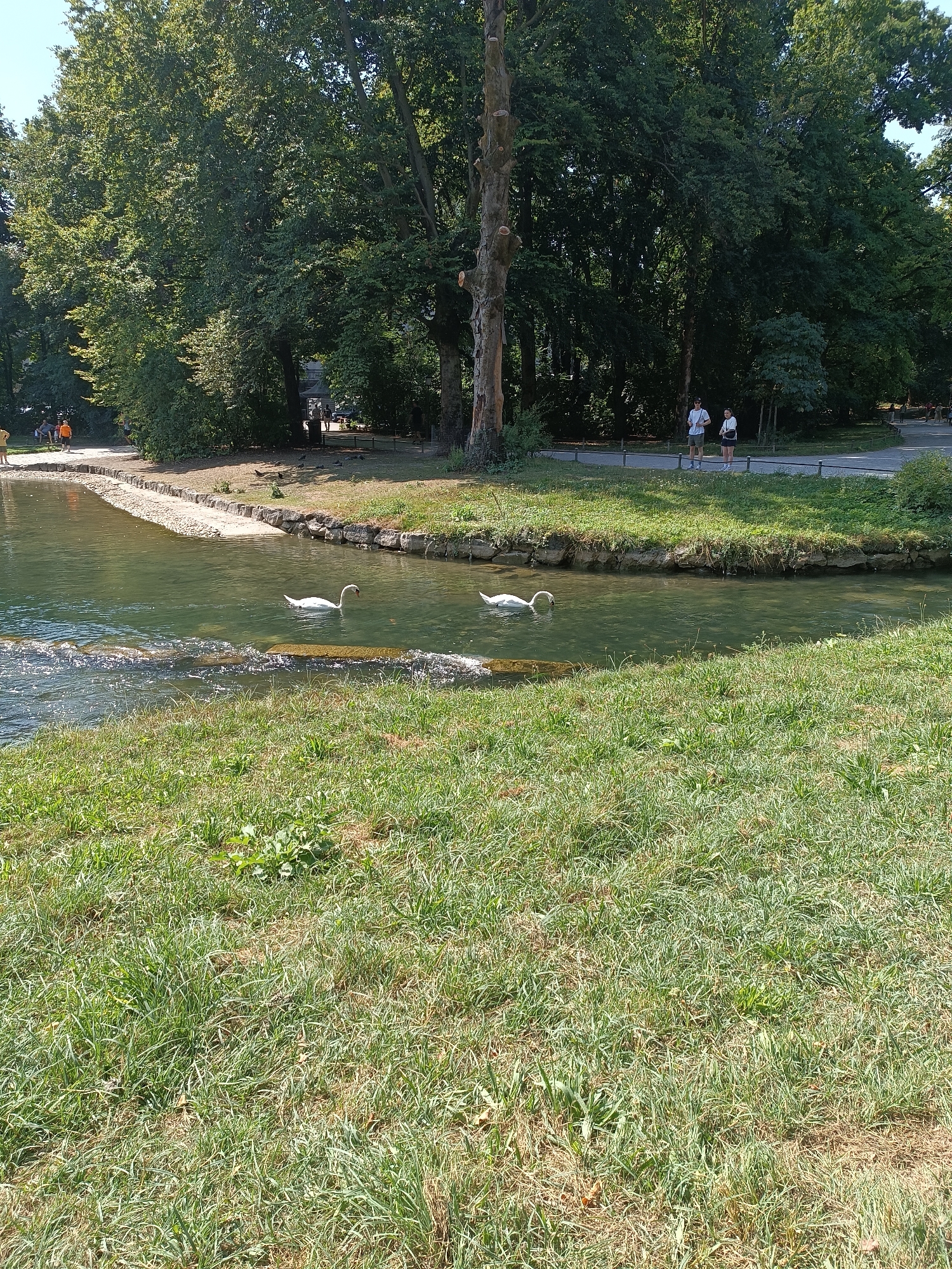 The image depicts a tranquil scene in the Englischer Garten in Munich, Germany. A clear, shallow body of water, likely a canal or a section of the Isar River, flows from left to right across the foreground. Two white swans are visible swimming in the water. The swan on the left is partially submerged, with its head down as if feeding. The swan on the right is swimming with its head and neck extended.
The water is bordered by grassy banks and stone retaining walls. On the far bank, a paved pathway runs along the water's edge, shaded by a dense canopy of mature deciduous trees. Several individuals are strolling or standing on this pathway. In the background, more trees form a lush green backdrop against a bright blue sky. The overall impression is one of a peaceful, sun-drenched park environment.