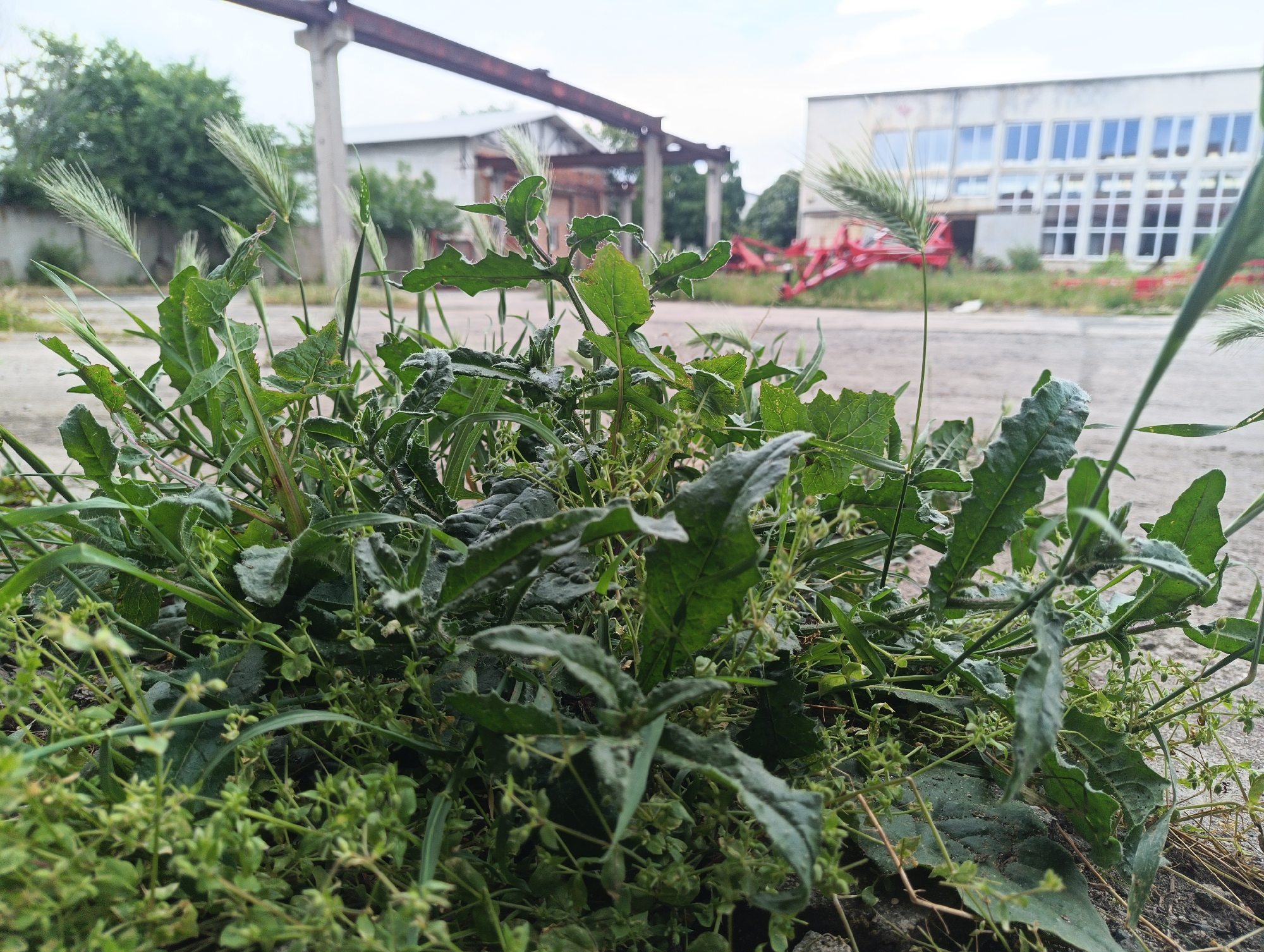 The image shows a patch of overgrown weeds in an urban setting, likely near an industrial area. In the foreground, various green plants, including broadleaf weeds and grasses, are visible. Behind the weeds, there is a paved surface, potentially asphalt or concrete. In the background, there are industrial buildings and a rusty metal structure, possibly part of a crane or overhead support system. A red agricultural implement is visible behind the building on the right. The sky is overcast, suggesting a cloudy or hazy day. The location is unknown, but the presence of industrial buildings suggests an urban or suburban area.