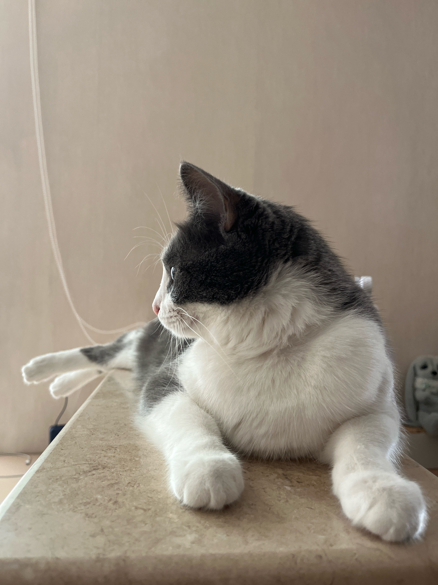 A gray and white cat is lying on a countertop. The cat is looking to the left with its eyes open. Its paws are resting on the countertop. The background is a plain wall. There is a string hanging from the ceiling on the left side of the image. There is a stuffed animal in the background on the right side of the image. The image is taken from a medium shot.