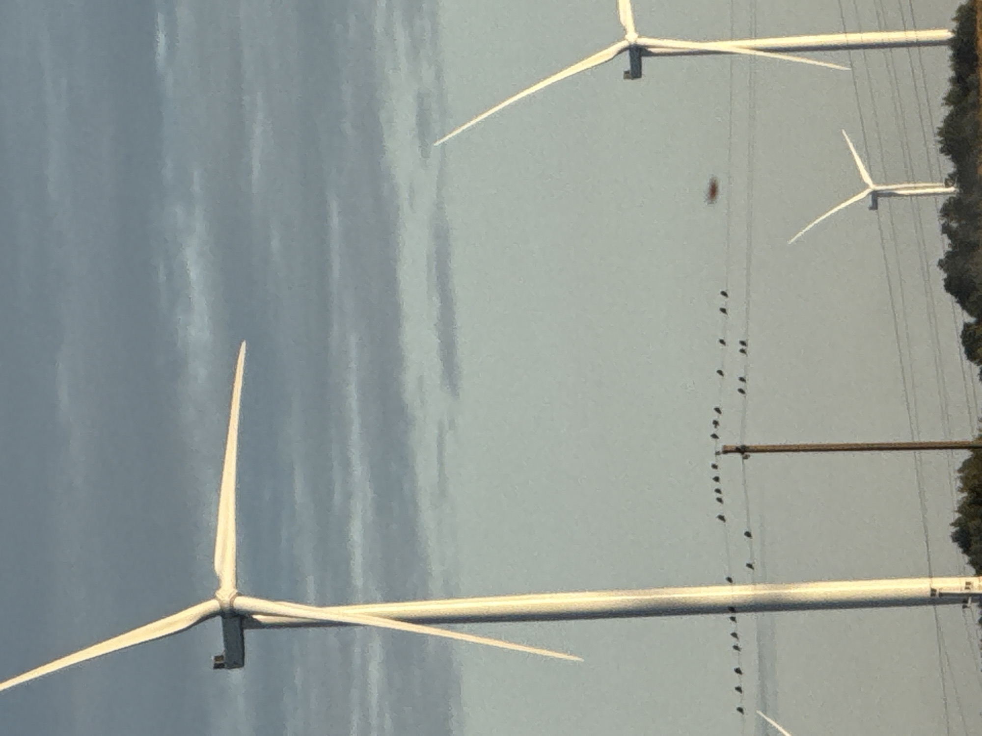 The image depicts a panoramic view of a field with several wind turbines under a cloudy sky. In the foreground, a tall, white wind turbine stands prominently on the left, its blades extended. Further back, two more wind turbines are visible, one to the right and another in the mid-ground. A line of small birds is perched on overhead power lines that stretch across the frame. A blurry, reddish-brown object, possibly a bird or insect, is suspended in the air between the power lines. The background is dominated by a pale, overcast sky with streaks of darker clouds. In the lower part of the image, a line of trees and foliage suggests the edge of a wooded area. The scene is consistent with a rural landscape, potentially in or around Vikraičiai, Lithuania, known for its agricultural areas and wind farms. No people are visible in the image.