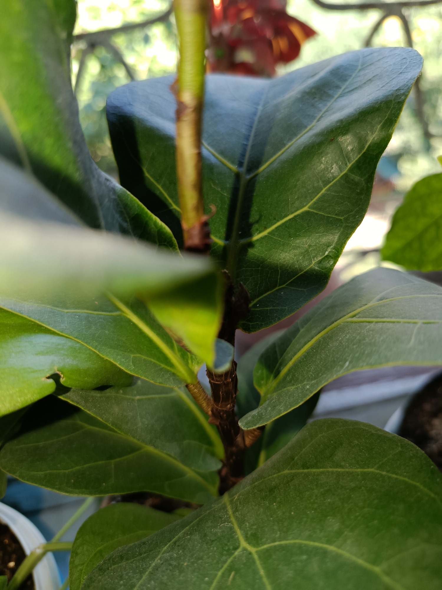 The image shows a close-up of a Fiddle Leaf Fig plant with large, dark green leaves and a visible brown stem. The leaves have prominent yellow veins. The plant appears to be indoors, near a window, with natural light illuminating the leaves. In the background, out of focus, is greenery and possibly other plants, suggesting a natural or garden-like setting. There are no people or animals visible in the image. The scene depicts a common houseplant, likely in a residential or commercial interior space. The image quality is clear and detailed, focusing on the texture and form of the plant's foliage. Given the information available, the image does not contain any specific indicators to place it in Tashkent, Uzbekistan.