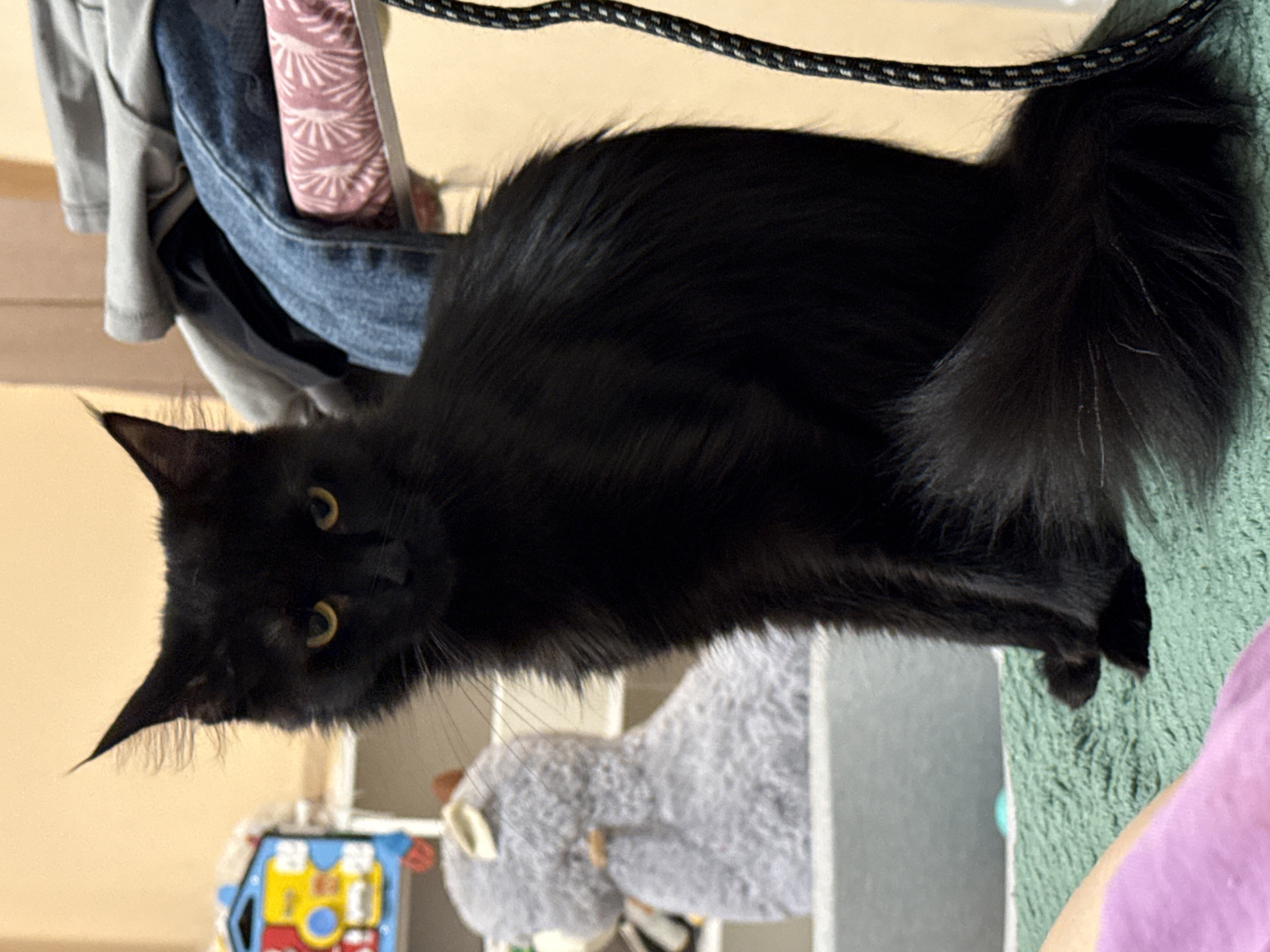 A medium shot captures a black cat with golden eyes perched on a surface, possibly a bed or chair. The cat is positioned towards the left of the frame, its head tilted slightly. Behind the cat, there's a glimpse of clothing hanging on a rack. To the left of the cat's head, a child's toy is visible, along with a stuffed animal beneath the cat. A green surface is underneath the cat and part of a purple clothing is on the right side. The location and city are not identifiable from the image.