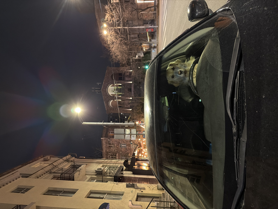 An image taken at night depicts a dark-colored vehicle parked on an urban street in Yerevan, Armenia, with the Union of Architects of Armenia building visible in the background.
The foreground features the front and left side of the vehicle, which has a prominent star-shaped crack on the upper left area of its windshield. Inside the vehicle, a golden-colored dog is seated in the driver's seat, facing directly towards the viewer, with its paws resting on the steering wheel. The dog appears to be wearing a dark-colored jacket or harness.
To the immediate left of the vehicle, a multi-story cream-colored building with multiple windows and dark metal balconies is visible. Air conditioning units are mounted on its exterior. At ground level, string lights illuminate a section, and a blue awning is present, suggesting a commercial establishment. Steps lead up to an entrance on this building.
In the mid-ground, a tall street light pole with a bright, active luminaire stands centrally, producing noticeable lens flares in the upper portion of the image. Beyond the street light, a distinct brick-colored building with three prominent arched openings on its upper level is identifiable as the Union of Architects of Armenia. Bare trees are present along the street, particularly to the right of the central streetlight. The entire scene is illuminated by artificial street lighting. No human subjects are visible.