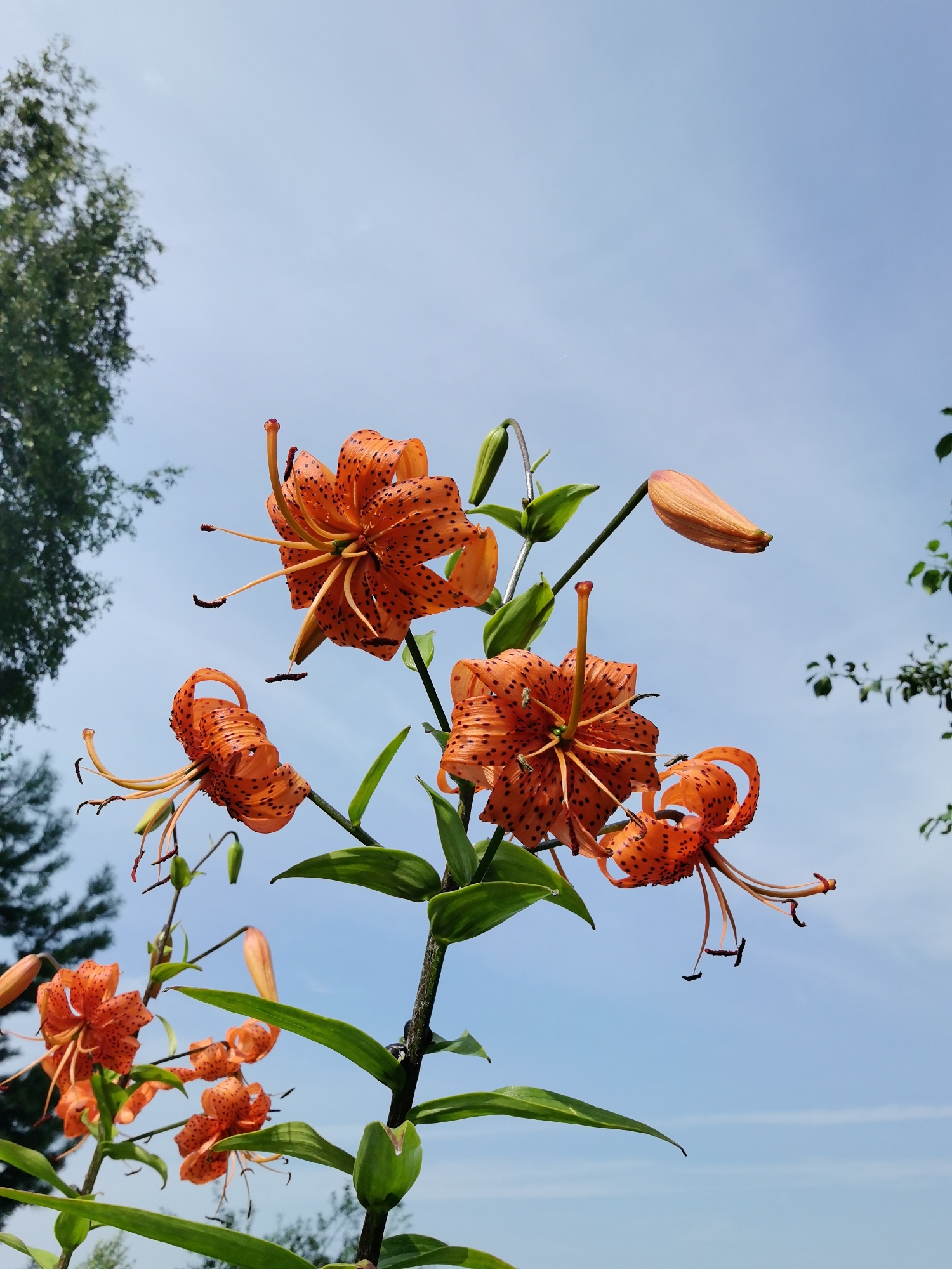 This is a close-up, low-angle, medium shot of several tiger lilies with orange petals and black spots blooming against a bright, clear blue sky. The flowers are in various stages of bloom, with some fully open and others still in bud. The stamens and pistils are prominently visible. The foreground and left side of the image show lush green leaves and stems of the lilies, along with a blurred background of trees and foliage, suggesting an outdoor natural setting, likely in a garden or park. The lighting is bright, indicating daytime. The scene is devoid of any people or animals. The specific location is described as Минино, Russia.