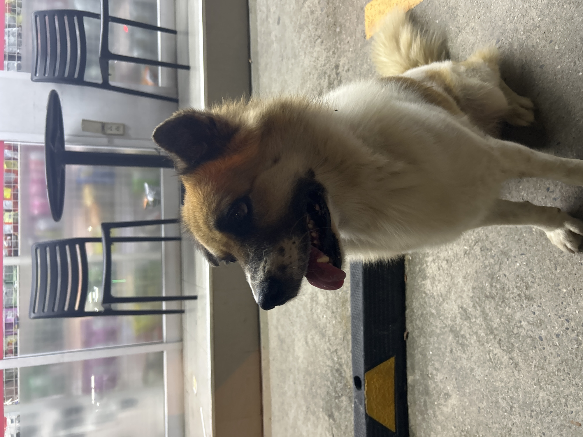 A dog with brown and white fur is lying on a concrete surface next to a black curb with yellow stripes. The dog's mouth is open, and its tongue is visible. Behind the dog is a window with chairs and tables visible inside. The image was taken in ตำบลเกาะพะงัน, Thailand.