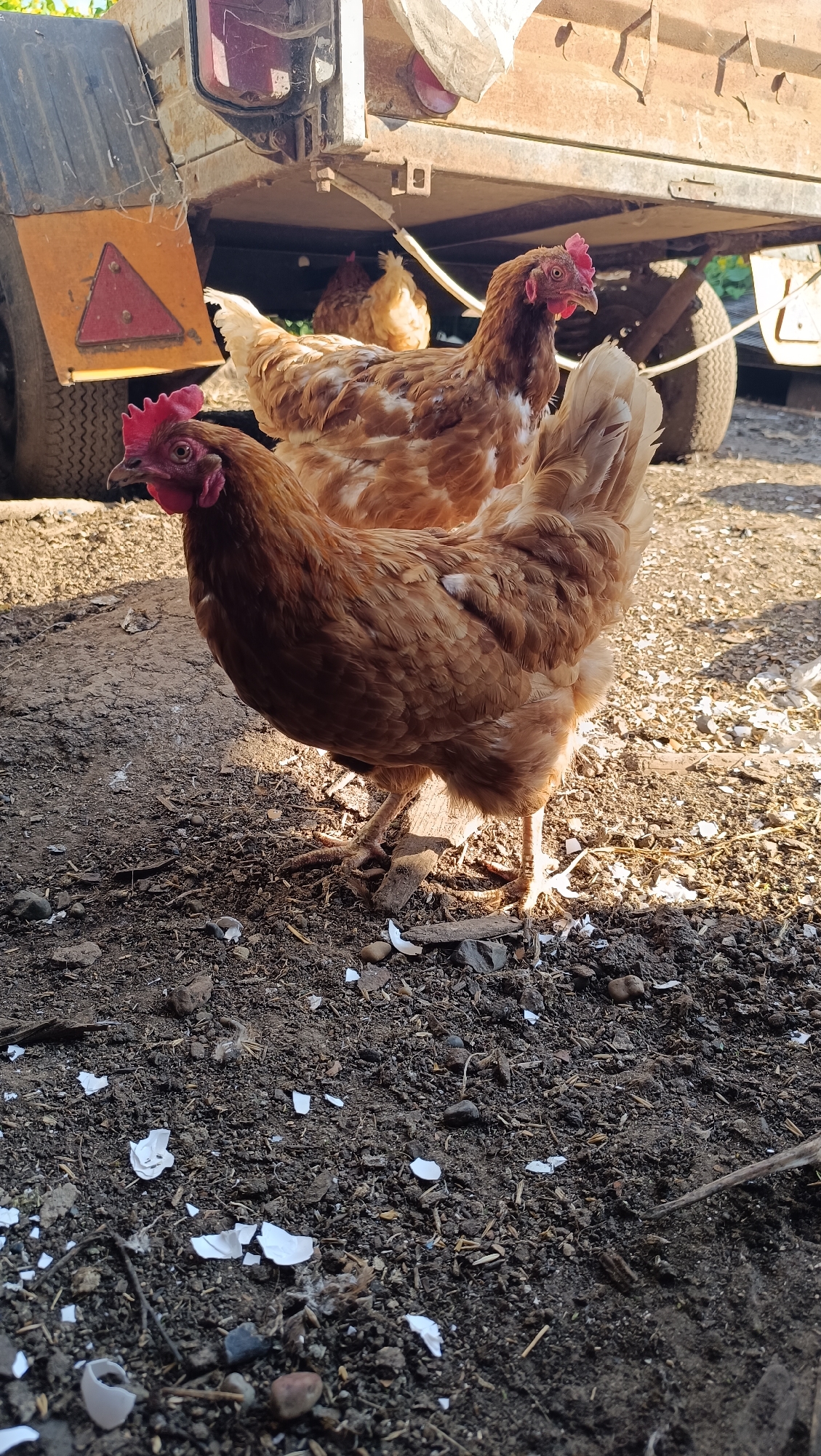 This media file depicts a close-up, low-angle shot of three chickens in a rustic outdoor setting, likely a farmyard. The dominant subjects are the chickens, which are predominantly brown with reddish-brown feathers. The chicken in the foreground is facing left, with its head turned towards the viewer, displaying its bright red comb and wattles. Its body is plump, and its feathers are detailed, showcasing their texture. Behind it, another brown chicken is visible, facing right and slightly further back. A third, lighter-colored chicken is partially obscured in the background, under a trailer.
The setting appears to be a dirt or gravel ground, littered with small stones, twigs, and broken eggshells, suggesting a place where chickens are kept. In the background, part of a weathered, rusty trailer is visible. The trailer has a yellow warning triangle with a red border and a red triangle inside, attached to its side. A wheel of the trailer is also visible. The overall environment suggests an outdoor farm or rural location.
The lighting indicates it is daytime, with strong sunlight casting shadows. The sun's rays create a warm, natural light that highlights the chickens and the textures of the ground. The presence of broken eggshells suggests that this might be a nesting area or a place where chickens have recently laid eggs. There is no visible text in the image. The scene conveys a sense of natural, everyday life in a rural environment.