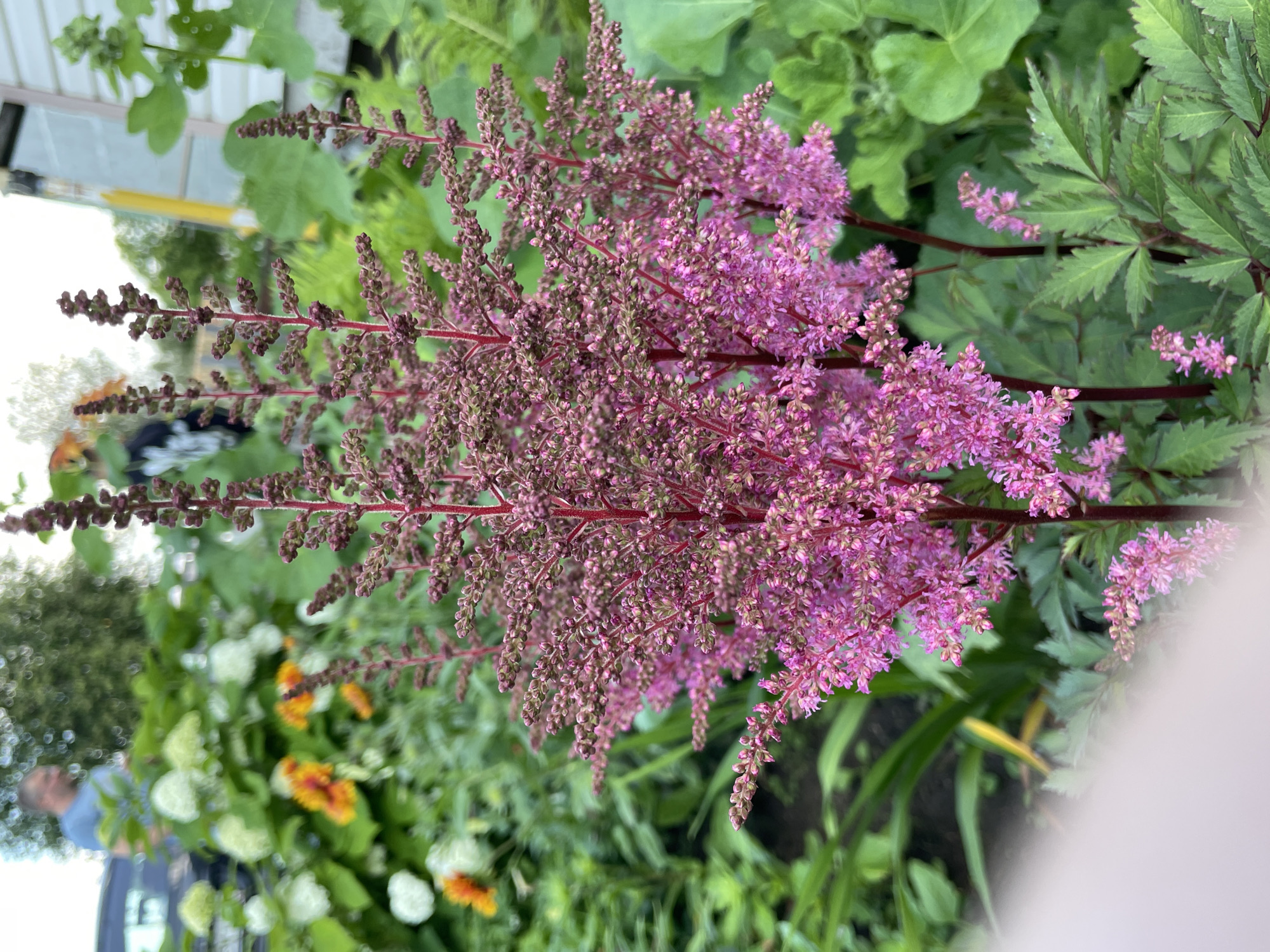In the city of Kumyon of Russia, a close-up shot focuses on a cluster of blooming Astilbe plants with feathery pink flowers and dark red stems. The flowers are densely packed and form tall, spire-like inflorescences. In the blurred background, there is a person wearing a blue t-shirt standing near a white hydrangea plant and some orange flowers. Further back, a portion of a building with a yellow vertical beam is visible, along with other green foliage. The overall scene appears to be a garden setting on an overcast day.