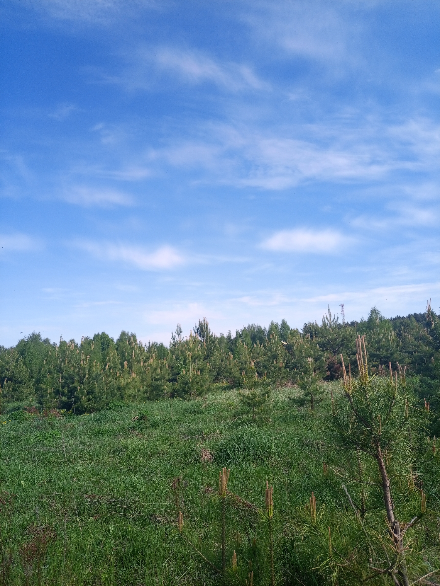 The image depicts a rural scene, likely in the outskirts of a city, characterized by a grassy field in the foreground and a young forest in the background, under a partly cloudy blue sky. The field is overgrown with tall green grass and some herbaceous plants. A line of young pine trees, and other mixed trees, forms a visible demarcation between the field and the start of the forest. A transmission tower can be seen in the distance above the treeline. There are no discernible people or animals in the shot. The overall environmental setting suggests a semi-urban location in a temperate zone, and the city of Ural'skoe is referenced.