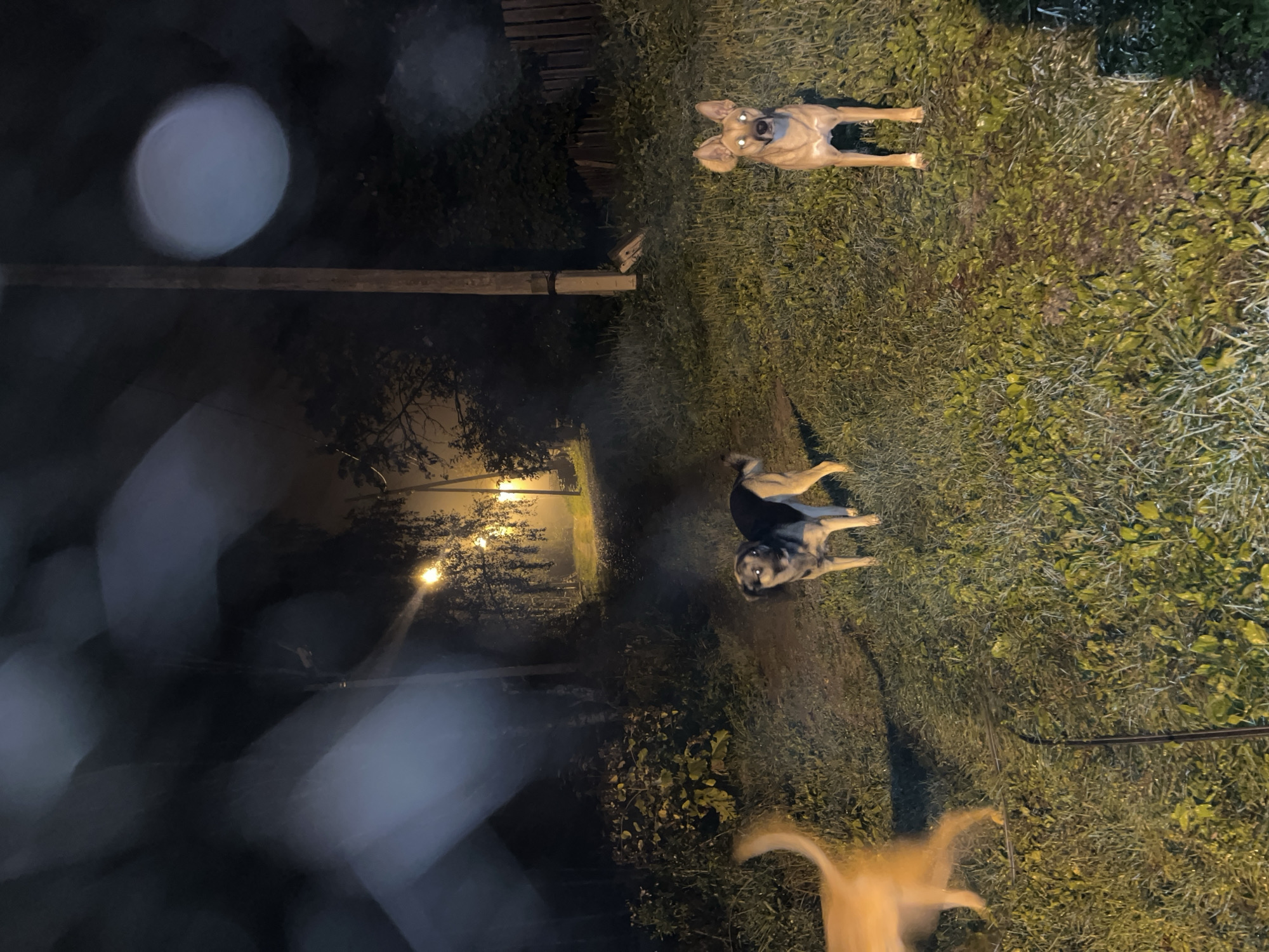 A nighttime scene unfolds in a residential area of Nizhny Tagil, Russia, where three dogs are present in a grassy, unpaved yard. A dirt path, illuminated by distant streetlights, leads away into the darkness, bordered by overgrown vegetation and trees. The ground appears damp, possibly from recent rain, with scattered leaves. A wooden fence marks the edge of the property. The dogs, all medium-sized and appearing healthy, are positioned in the foreground and middle ground. One dog, a tan and white mixed breed, stands alert, facing the camera with eyes reflecting light. Another, a black and tan dog, is also facing forward, its gaze directed slightly off-camera. The third dog, a light tan color, is mostly a blur of motion, its tail and hindquarters visible as it moves away from the camera's perspective. The overall atmosphere is one of quiet observation in the low light conditions of a rural or suburban street at night.