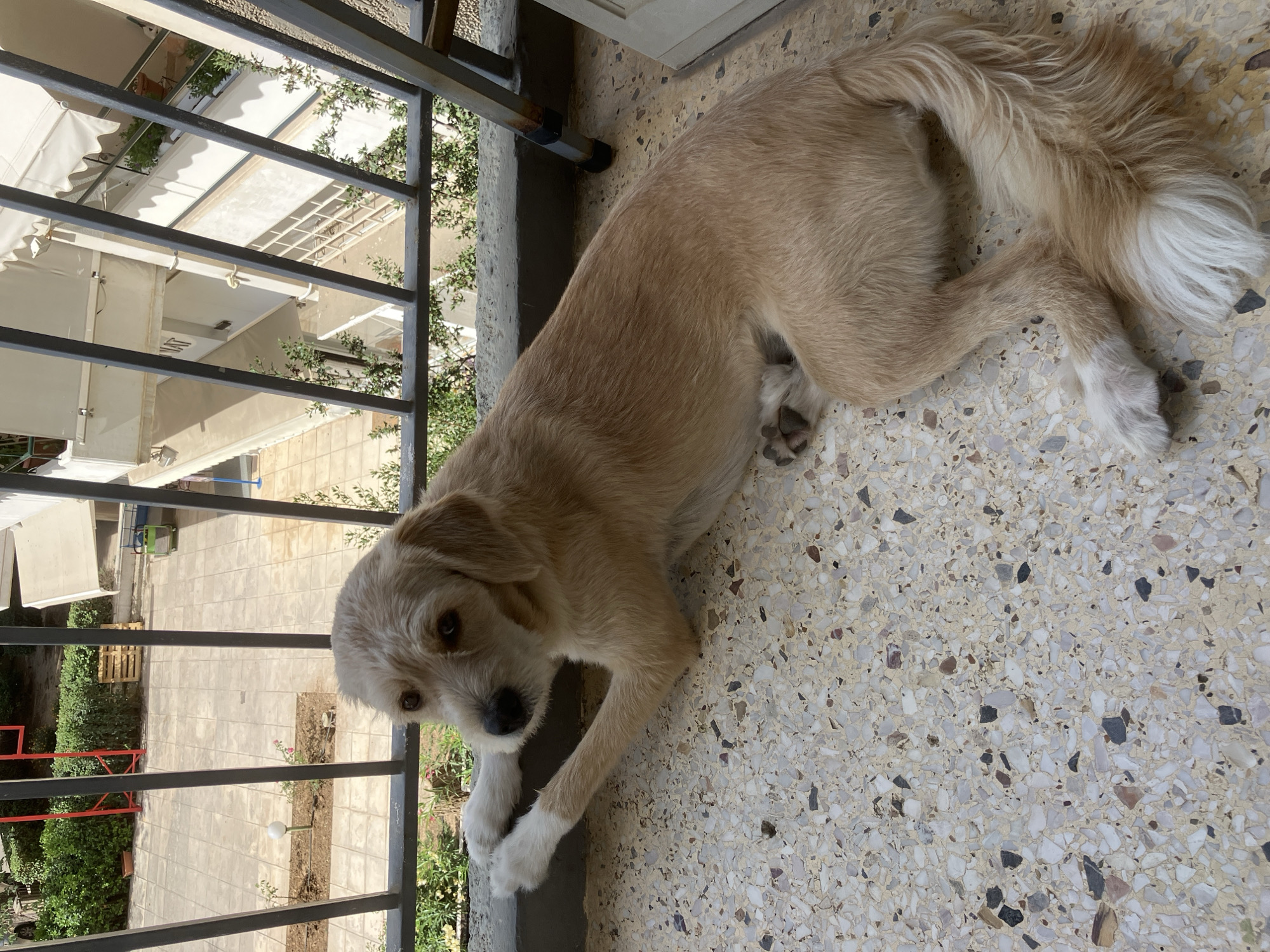 A light brown dog with white paws lies on a terrazzo floor on a balcony. The dog is facing left, with its head turned towards the camera. Its front paws are resting on the edge of the balcony railing. In the background, beyond the balcony railing, is an outdoor area with a paved courtyard, green bushes, and buildings. A red structure and wooden pallets are visible in the courtyard. The balcony has a metal railing and a concrete floor with a terrazzo pattern. The lighting suggests it is daytime.