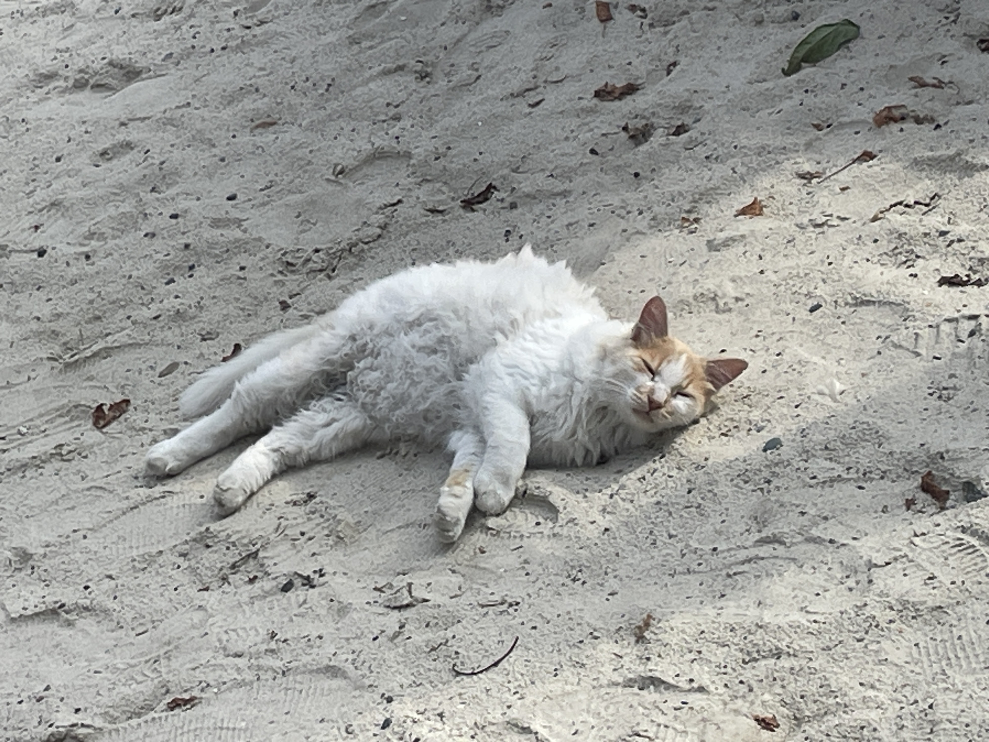 A fluffy white cat with ginger markings on its head and ears is sleeping on a sandy surface. The cat is lying on its side, with its front paws stretched out and its back legs bent. Its eyes are closed, and it appears to be relaxed. The sand is light in color and has some small pebbles and fallen leaves scattered on it. There are also faint imprints of what look like shoe treads in the sand. In the background, a green leaf is visible. The lighting suggests it is daytime, possibly with sunlight filtering through, creating shadows on the sand. The setting appears to be an outdoor area, perhaps a beach or a park. No text is visible in the image. The overall mood is peaceful and serene, capturing a moment of rest for the feline. The location context of Sochi, Russia, suggests this could be a warm day by the Black Sea, or in a park within the city.