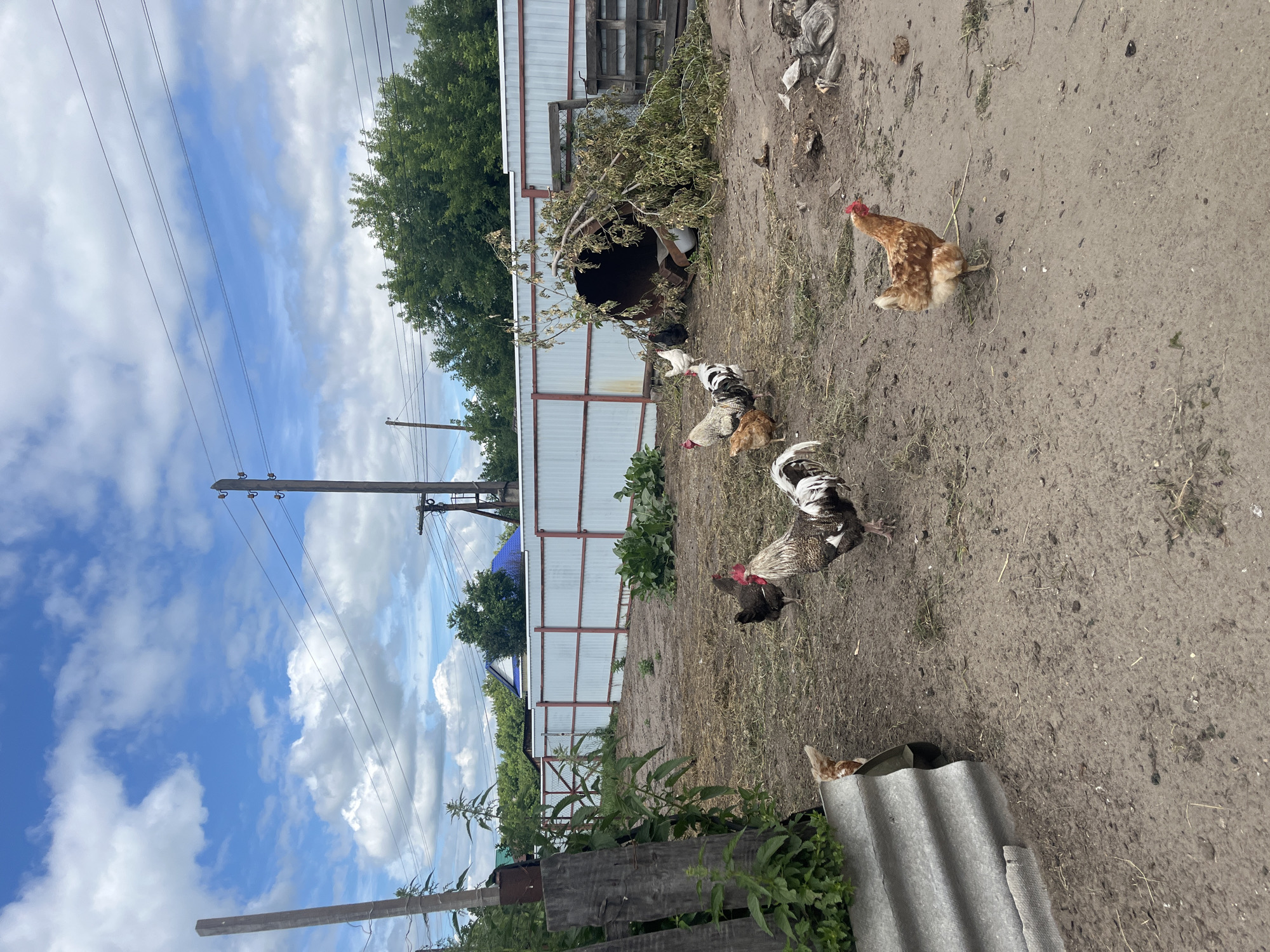 This is an outdoor scene in a rural area, possibly the village of Sukhrinskoye, Russia, on a partly cloudy day. The foreground features dry, dirt ground with scattered dry grass and twigs. Several chickens are present: a large rooster with brown, white, and black plumage is in the center, a brown hen is to the right, and other chickens, including a white hen and a black hen, are scattered throughout the midground. To the left, a portion of a corrugated metal sheet is visible. In the midground, a large, overturned metal barrel is partially covered with fallen tree branches. Behind the barrel is a wooden pallet. A white metal fence with red posts runs across the midground, separating the yard from a background with greenery, including trees and bushes. Houses with blue and green roofs are visible beyond the fence. Utility poles with electrical wires are prominent in the background, stretching across the sky. The overall impression is a somewhat unkempt farmyard or backyard area.