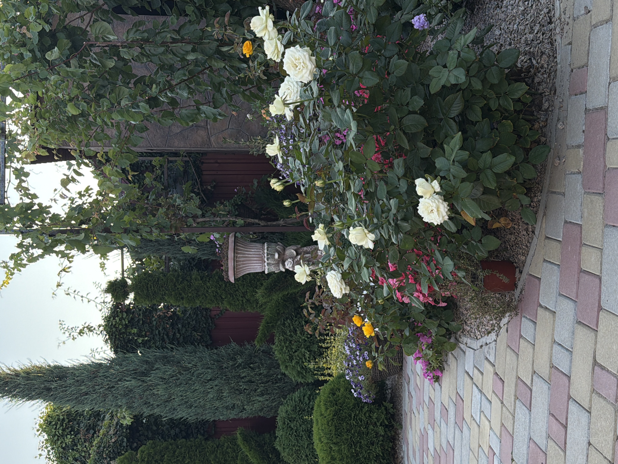 The image depicts a meticulously maintained garden with a paved pathway made of multi-colored rectangular stones. The pathway curves gently, leading the eye towards a lush bed of flowers. Dominating the floral arrangement are several white roses in various stages of bloom, interspersed with clusters of smaller pink and purple flowers. A single yellow rose is visible in the background, adding a touch of contrast.
Behind the flowerbeds, a variety of evergreen shrubs and trees create a dense, verdant backdrop. Tall, conical evergreen trees stand prominently on the left, while rounded, mounded shrubs are scattered throughout the midground. A decorative stone urn, perched on a pedestal, is positioned to the right of the tall trees, adding an ornamental element to the garden design. The background reveals a rustic wooden fence and part of a stone-clad structure, suggesting a residential or private property setting. The sky above is clear and light, indicating daytime. There are no people or animals visible in the scene.