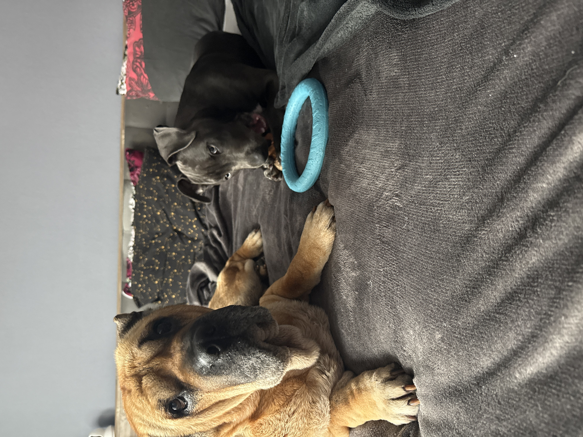 The image shows two dogs lying on a gray textured surface, possibly a couch or bed. In the foreground, a light brown Shar Pei is lying down with its face close to the camera. Behind it, a black American Pit Bull Terrier is chewing on a blue dog toy. The background includes a gray wall, and the corner of a bed with dark-colored linens. The location in Varna, Bulgaria is not discernible from the image.
