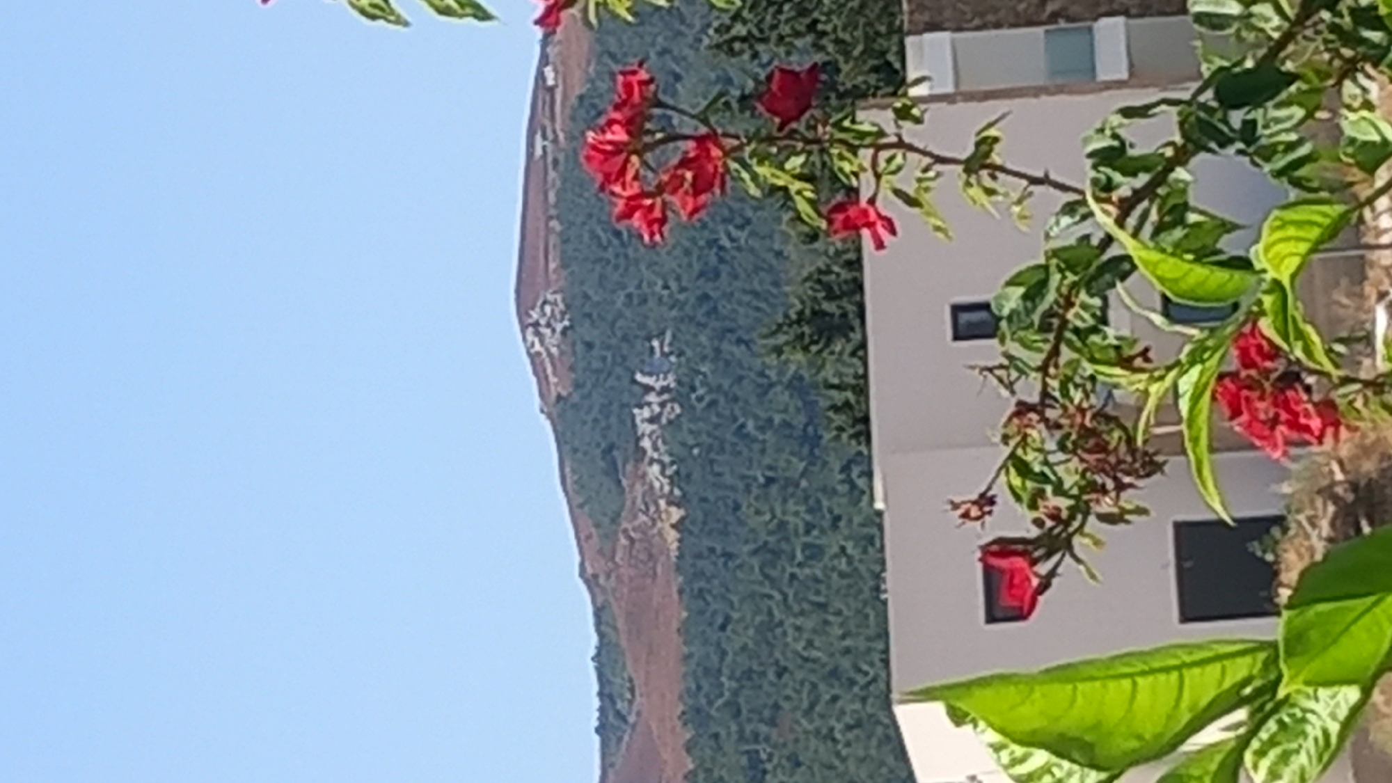 The image shows a bright, clear day with a blue sky. In the foreground, a branch with vibrant red roses and green leaves is in focus. Behind the flowers, a modern white building with dark windows is visible. Further in the background, a densely wooded hillside rises, topped by a lighter-colored mountain with visible rocky outcrops and scattered white structures. The overall impression is a serene, possibly rural or semi-rural setting. There are no people or animals depicted in the image.