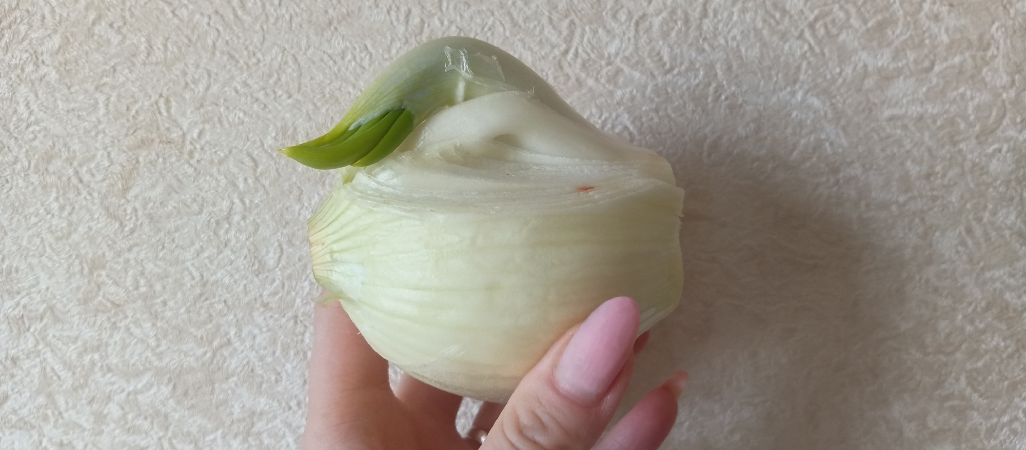 A human hand holds a large, white onion that has been vertically cut and is actively sprouting. The onion displays its distinct concentric layers, predominantly in shades of pale yellow and white, with some translucent qualities. From the center of the cut onion, a prominent, vibrant green shoot emerges, curving gracefully upwards and to the left. A small, reddish-brown speck is visible within one of the inner layers of the onion. The hand, positioned on the lower right side of the frame, holds the onion from underneath. It is characterized by long, well-maintained fingernails painted with a light pink, possibly gradient, manicure. A silver-toned ring is worn on the ring finger. The background consists of a uniformly lit, light cream or off-white surface with a subtle, irregular texture, resembling either a patterned wall covering or a soft fabric. The scene is set indoors. The primary activity depicted is the holding and presentation of the sprouting onion. There are no indications of time of day, weather, or specific emotions, and no visible text is present.