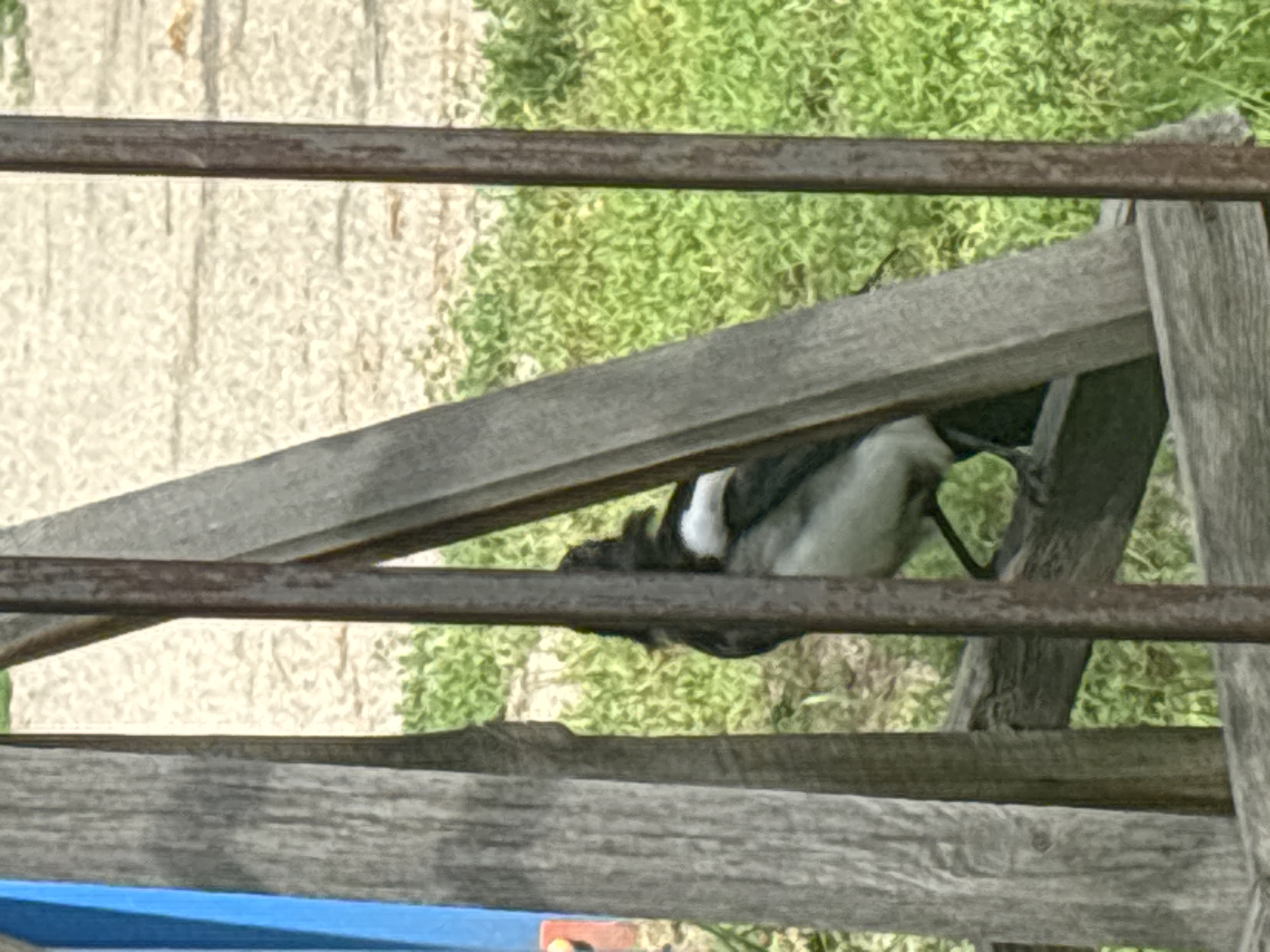 A black and white bird, possibly a magpie, is perched on a wooden structure. The bird is partially obscured by the wooden bars. The background consists of green grass and a light-colored ground. The scene appears to be outdoors, possibly in a yard or park. There are no people visible in the image. The location in Novosibirsk, Russia, is not specified.