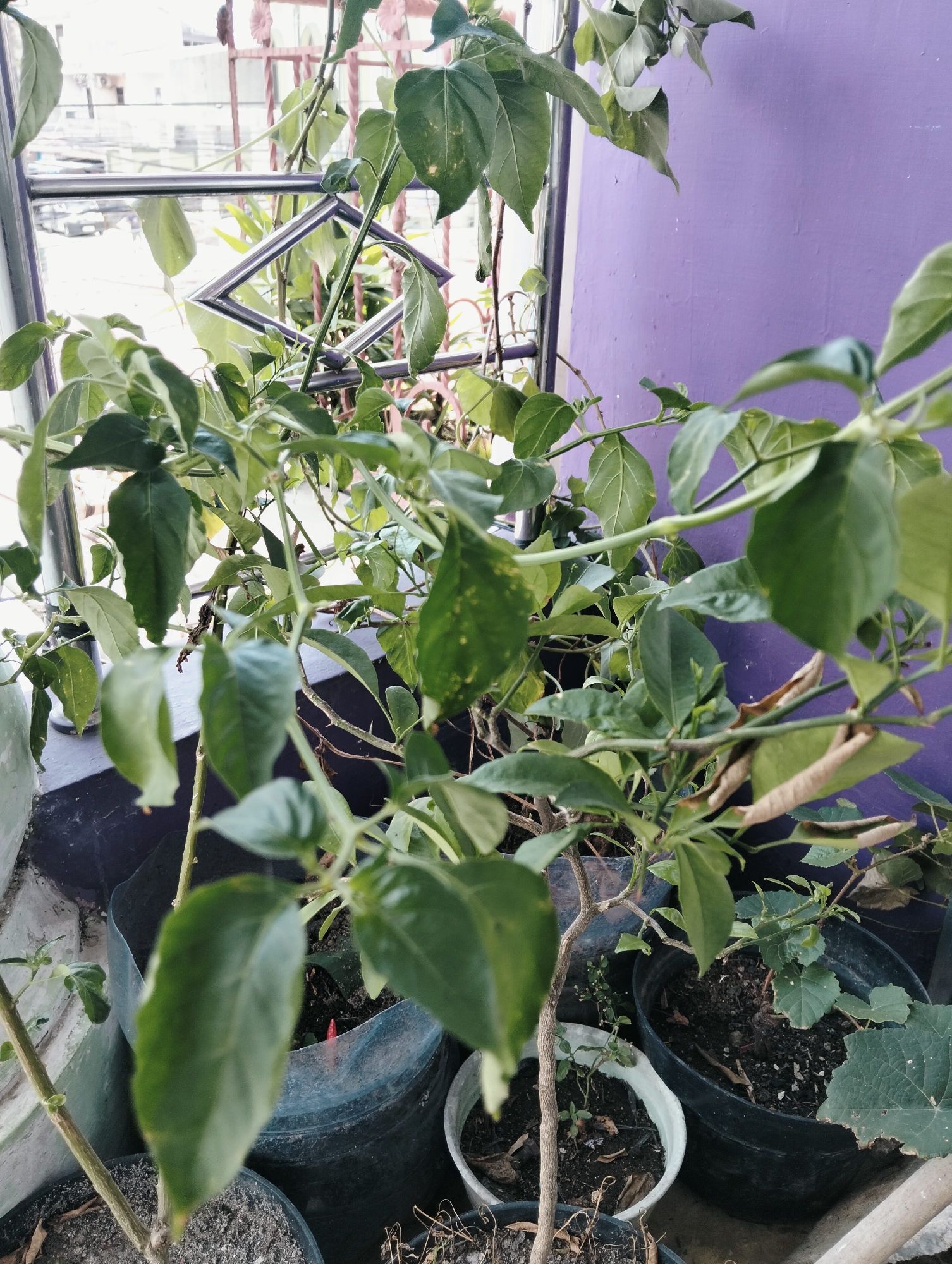 A close-up, medium shot shows a potted chili plant on a balcony in Medan, Indonesia. The plant, with green leaves and dry brown leaves, is in a dark pot. In the background, a purple wall is visible. A metal railing with a diamond pattern stands in front of a blurred city view.
