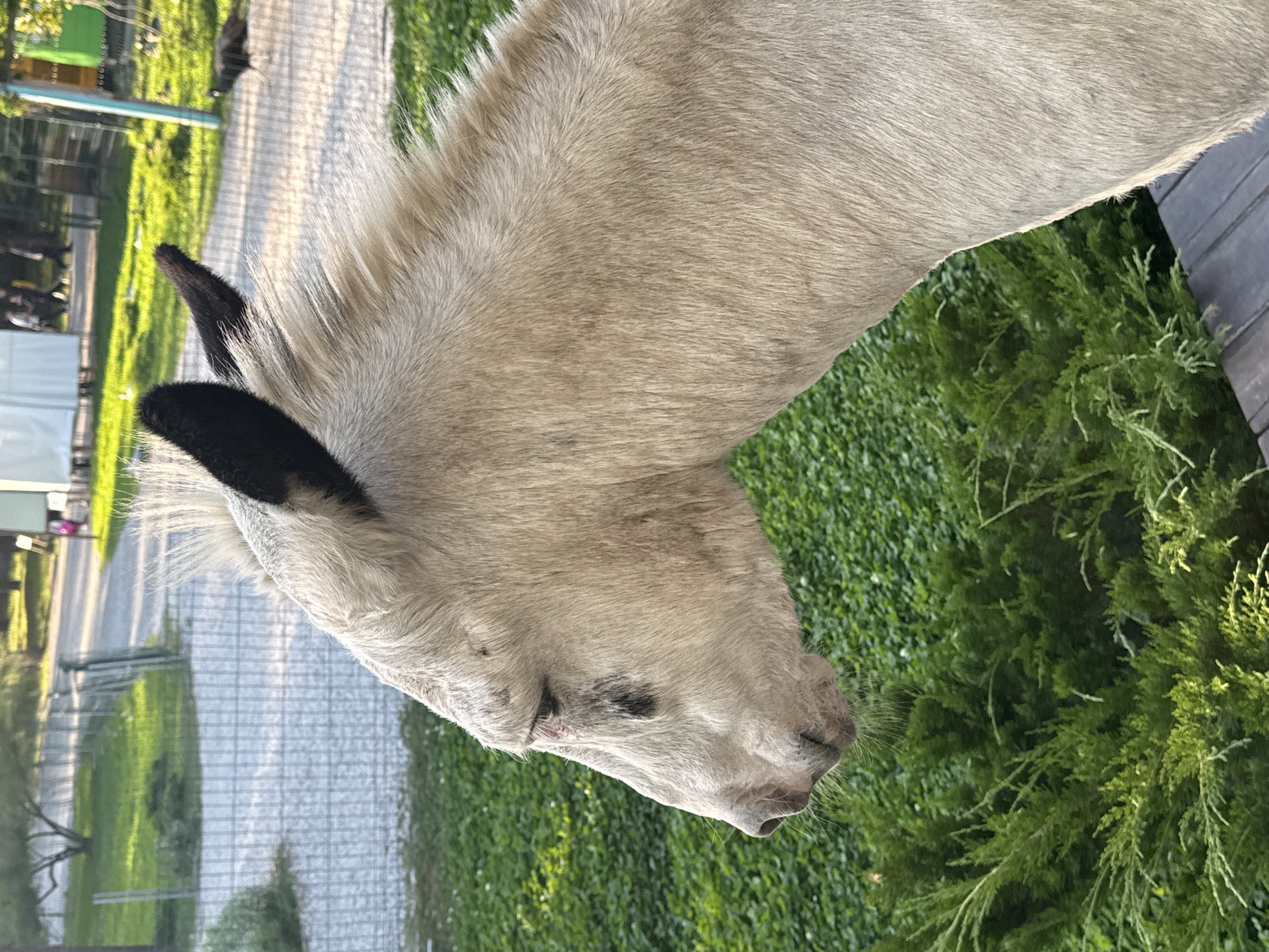 A close-up profile shot captures a light-colored donkey standing outdoors, its head and neck filling the foreground. The donkey has black-tipped ears and a tuft of spiky hair on its head. Its fur appears light tan or off-white. The donkey's eye is visible, showing some redness around it, and a dark marking is present on its cheek. In the background, lush green grass and evergreen bushes create a natural setting. A gravel path and a metal fence are also visible, suggesting an enclosure or park. Further in the distance, trees and structures, possibly part of a rural or park setting, can be seen. The lighting suggests it is late afternoon or early evening, with a warm glow on the donkey's fur. No humans are prominently featured. The image was taken in Orlivshchyna, Ukraine.