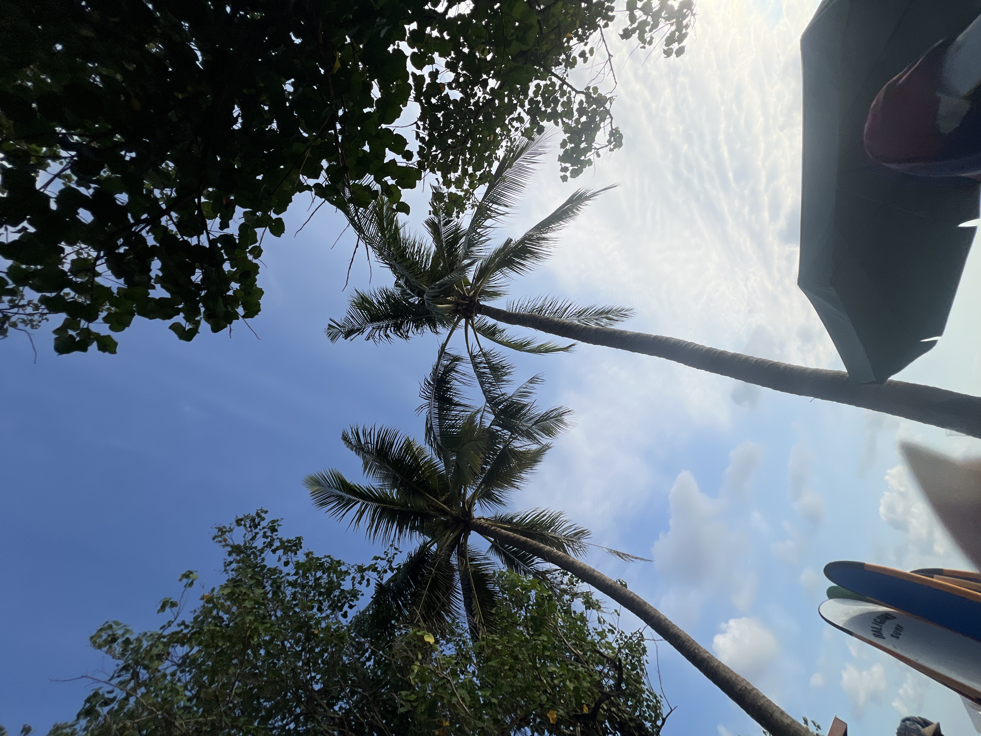 The image depicts a low-angle view of two tall coconut palm trees against a bright blue sky with scattered white clouds. Lush green foliage from other trees frames the top and sides of the scene, creating a canopy effect. In the foreground, several surfboards are propped up vertically, suggesting a beachside location. One surfboard is visible with the text "BALIGON SURF" printed on it. A dark green umbrella, possibly for shade, is also present in the lower right corner, with a hint of someone's arm or shoulder visible underneath it, wearing a dark red and blue garment. The overall impression is a sunny, tropical setting, likely in Kuta, Indonesia, known for its surf beaches and palm-lined shores.