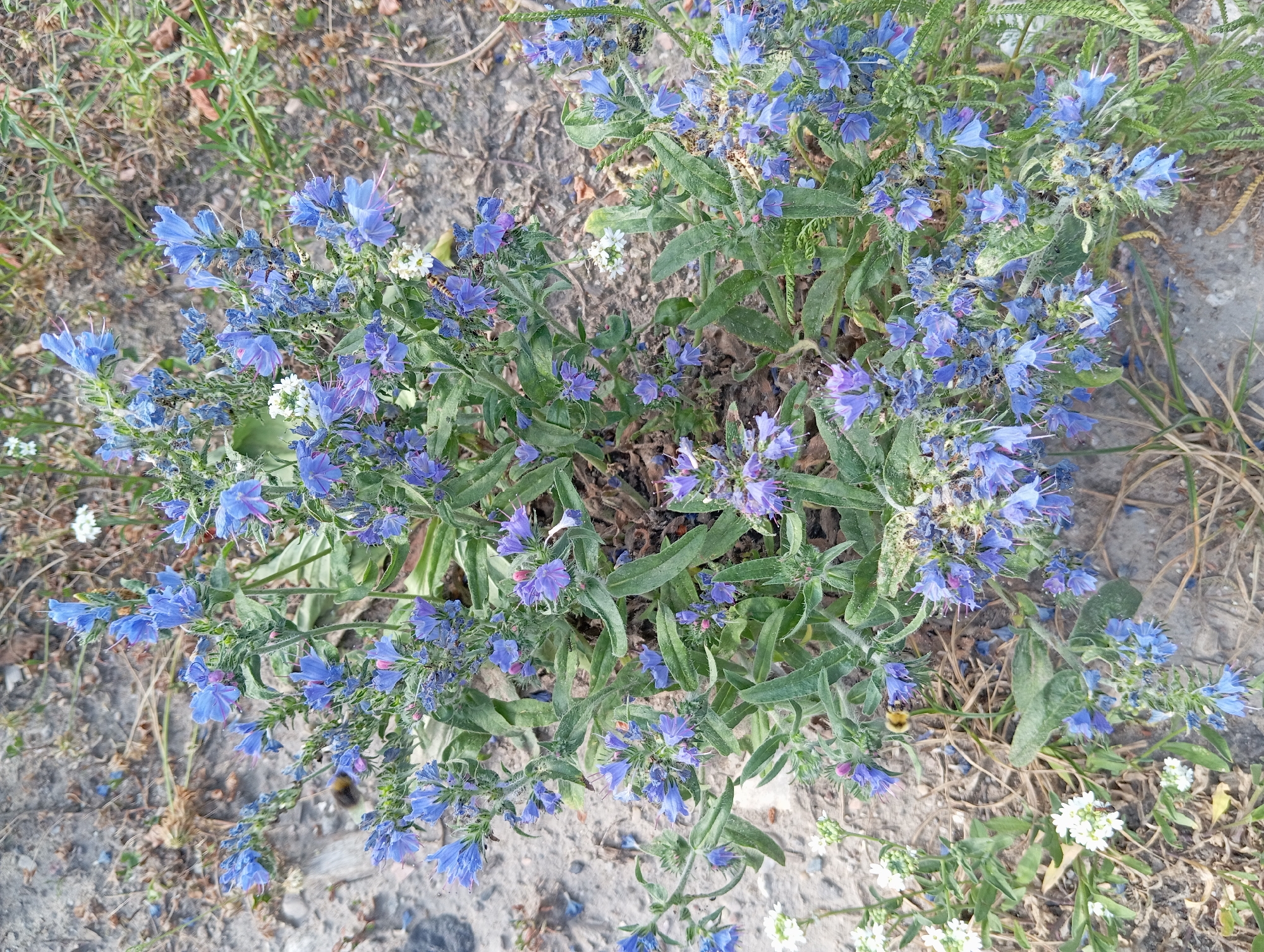 The image shows a close-up, overhead view of a patch of flowering plants with bright blue, star-shaped blossoms and green, hairy leaves. The flowers are clustered together on slender stems, some of which are drooping. There are also a few small white flowers interspersed among the blue ones. The ground beneath the plants appears to be dry and sandy, with scattered dried grass and some small pebbles. In the background, more dry grass and muted green foliage can be seen. There is a bumblebee visible on one of the blue flowers in the lower right portion of the image. The scene appears to be an outdoor setting in a natural environment, possibly a field or a roadside, under daylight conditions. The overall impression is one of natural beauty and a thriving ecosystem, with the bee indicating pollination activity. No text is visible in the image.